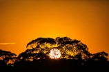 The sun is setting behind some trees