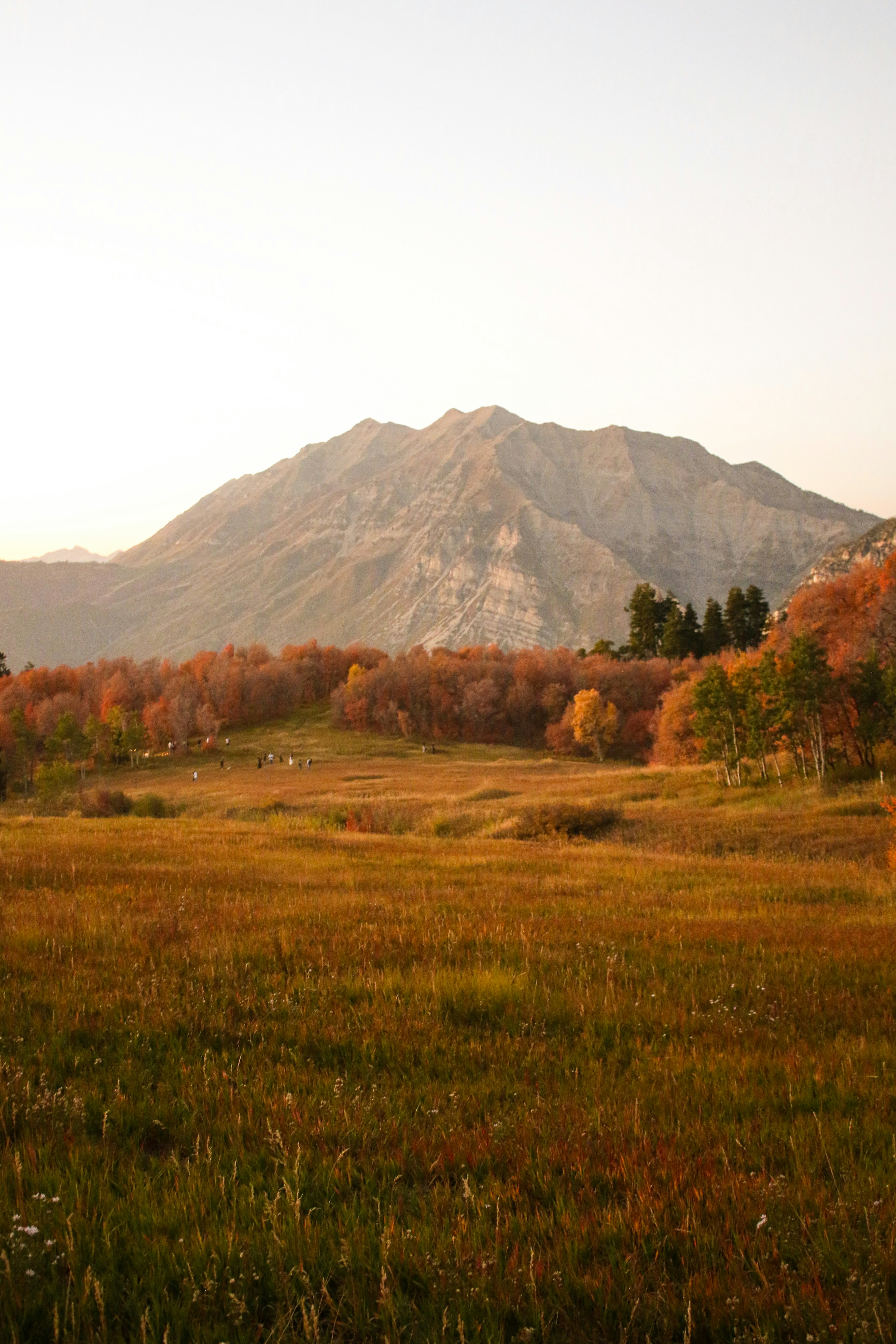 A field with a mountain in the background