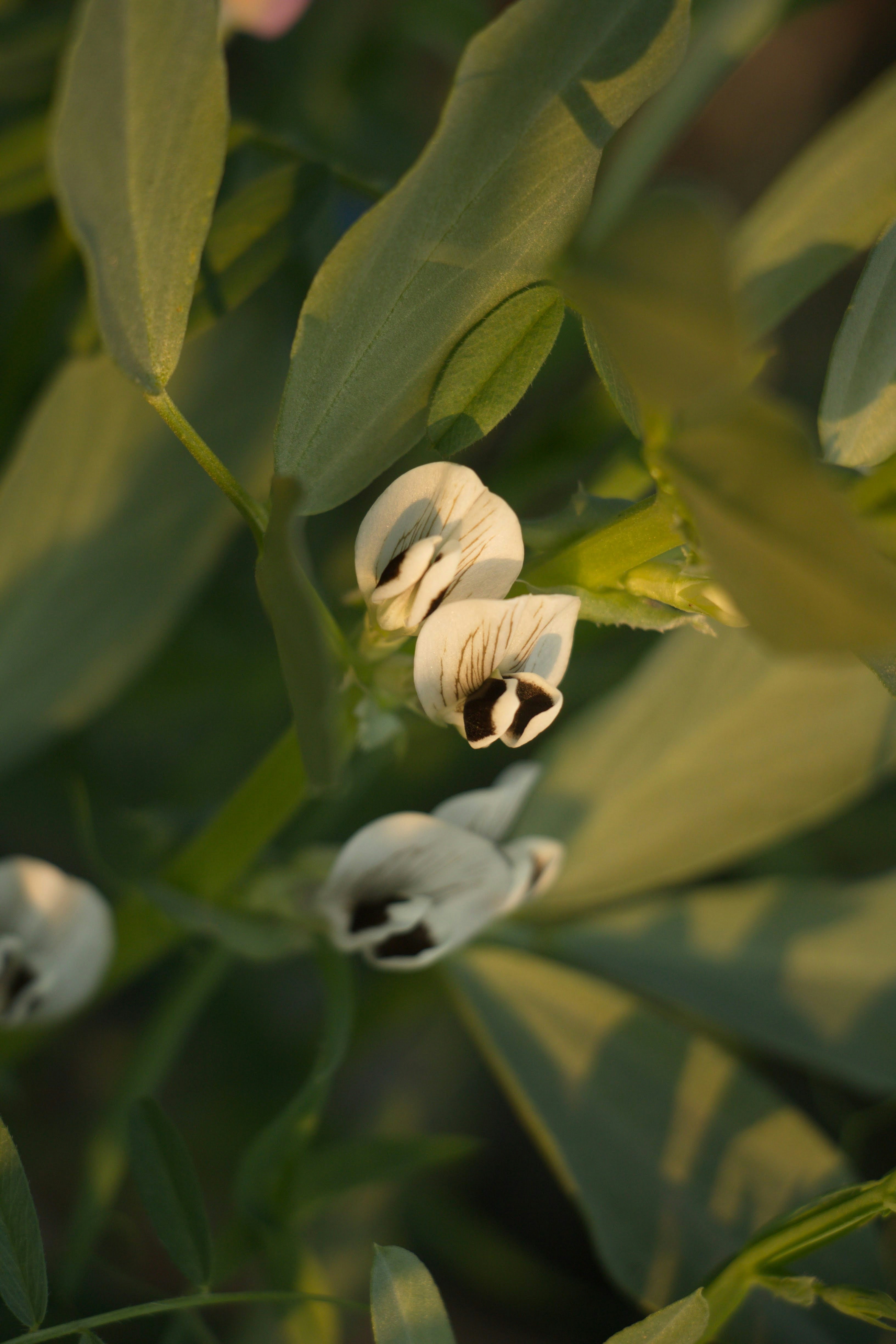 A bunch of flowers that are on a plant