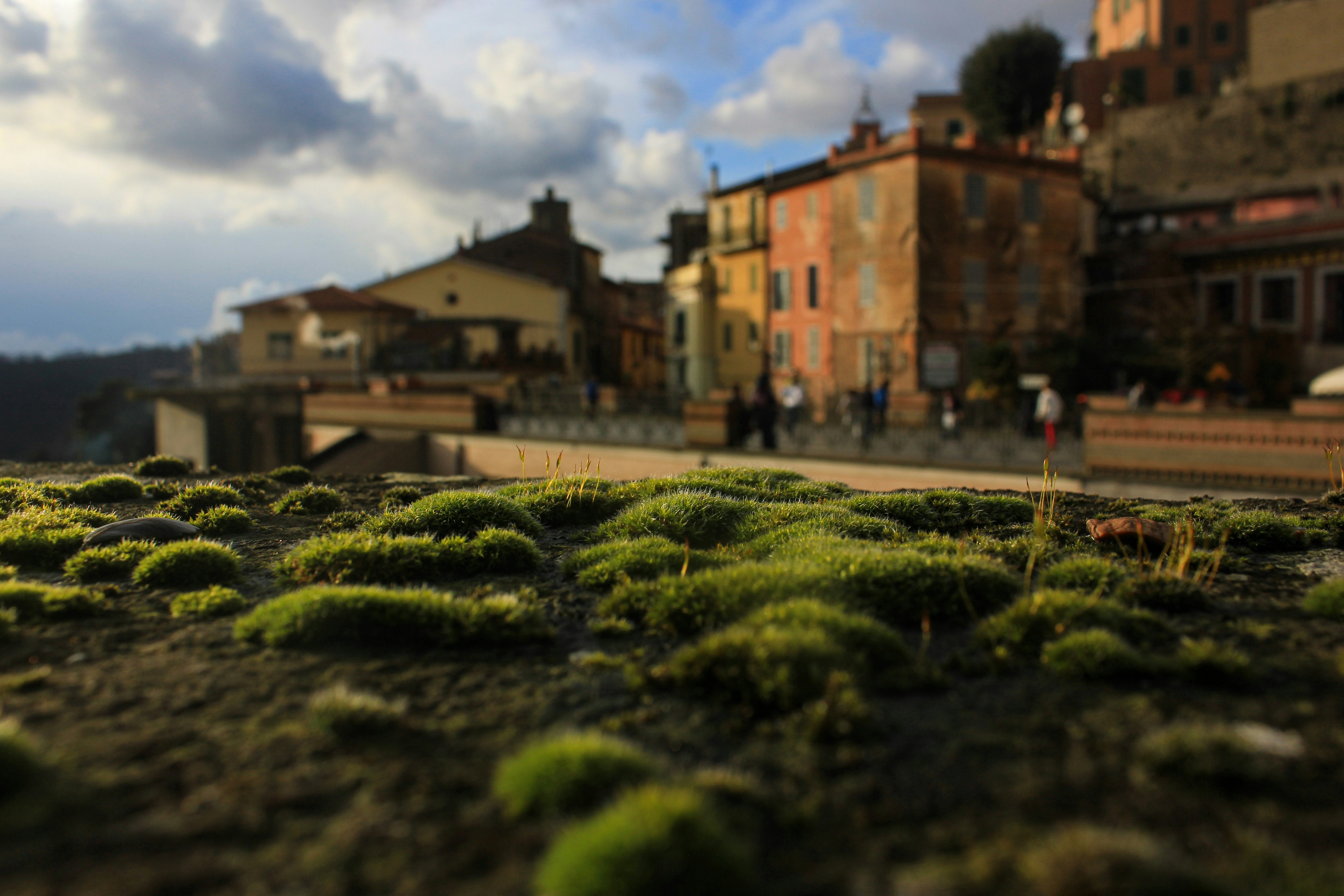 A view of a city with a lot of green moss growing on the ground