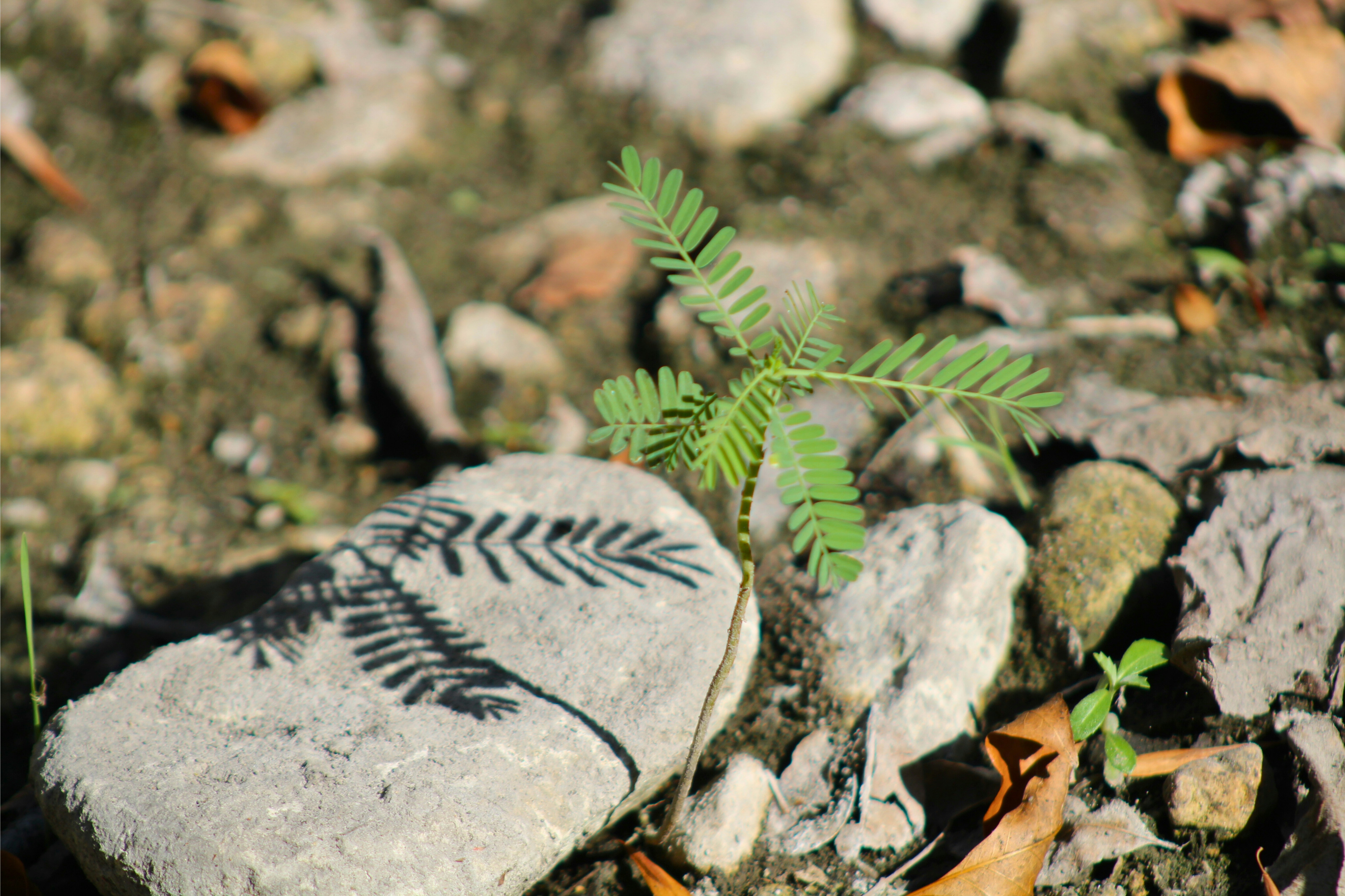 A rock with a fern growing out of it