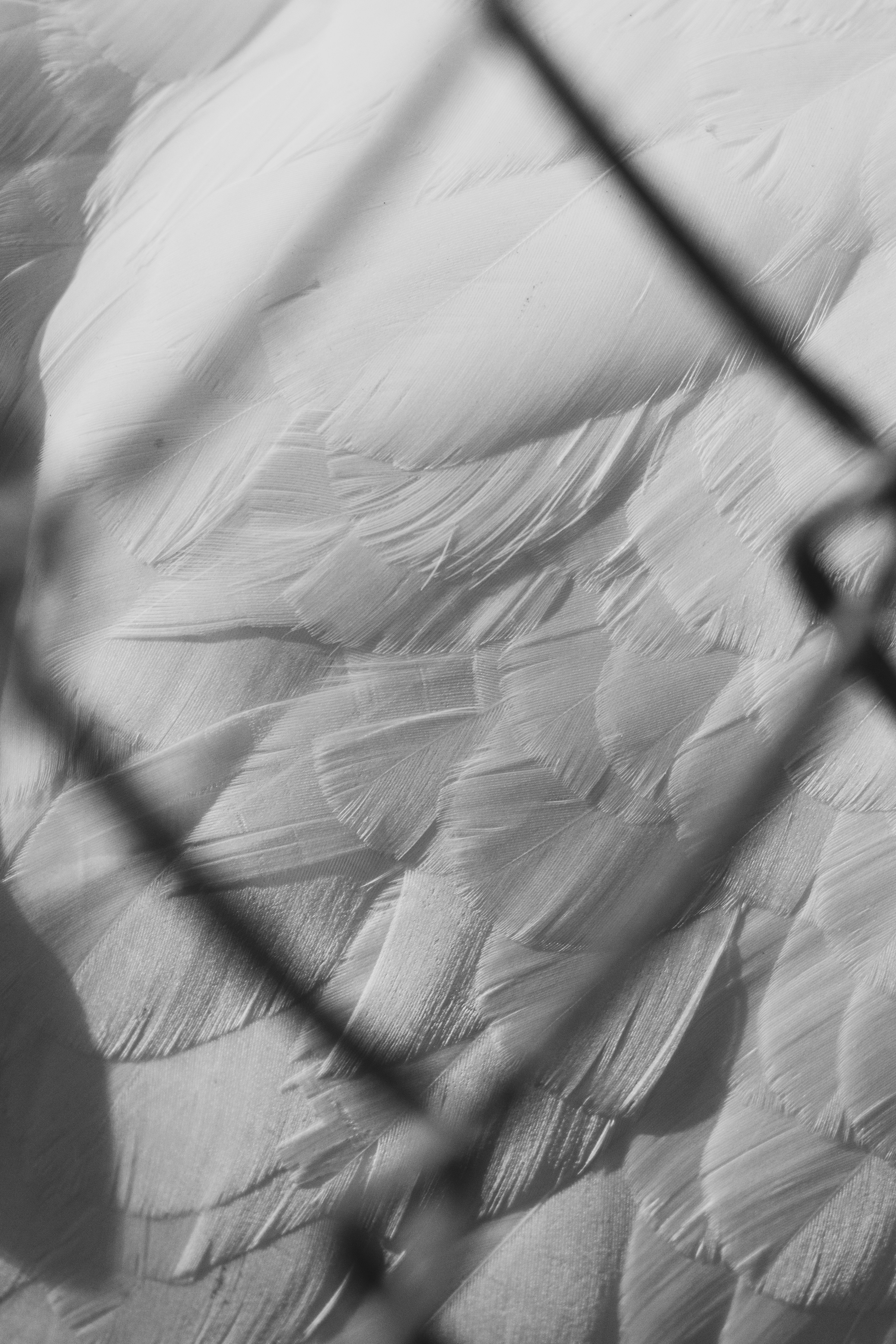 Photo by brandonstoll