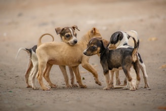 A group of small dogs standing next to each other