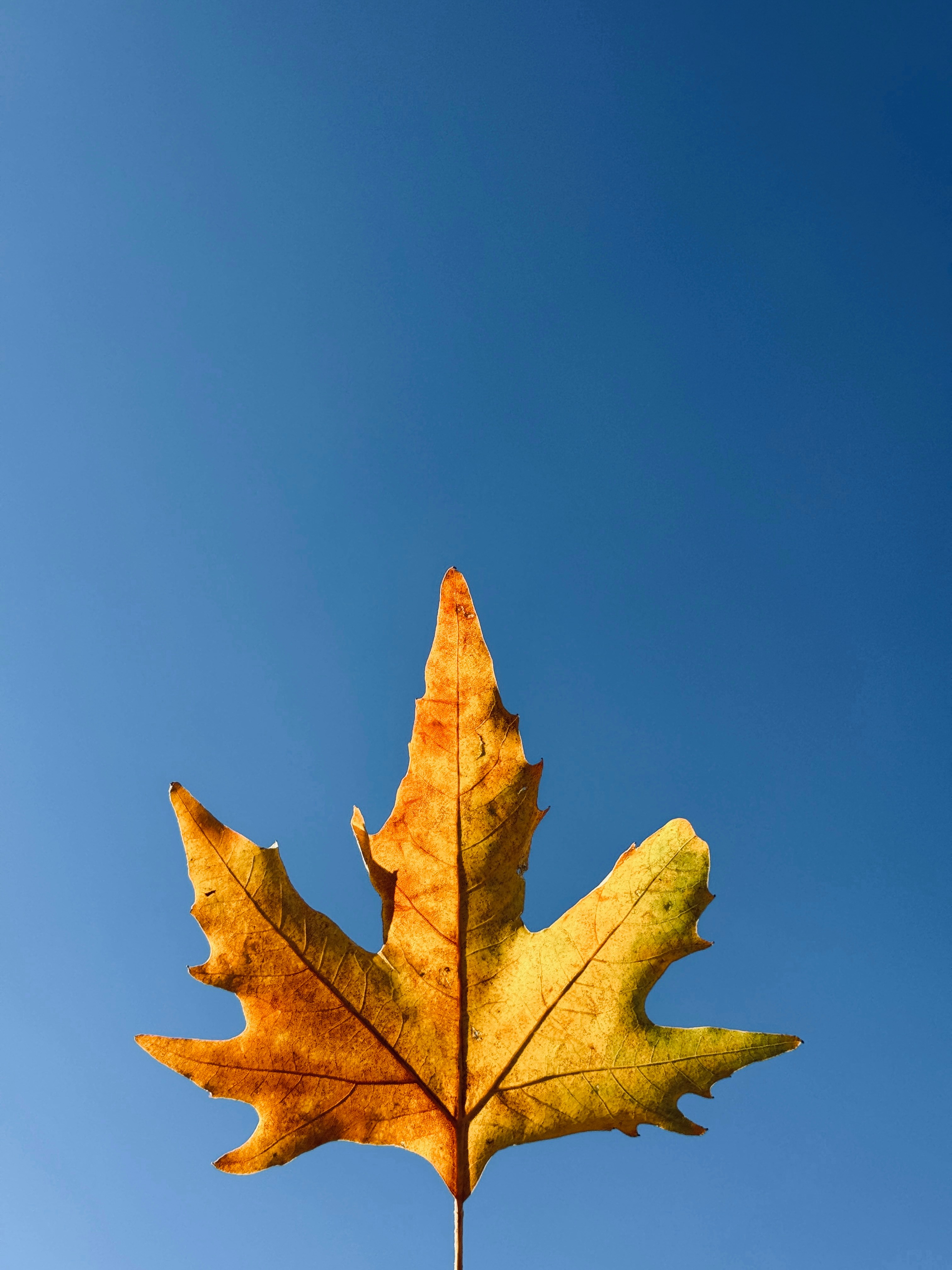 A single leaf on a stick against a blue sky