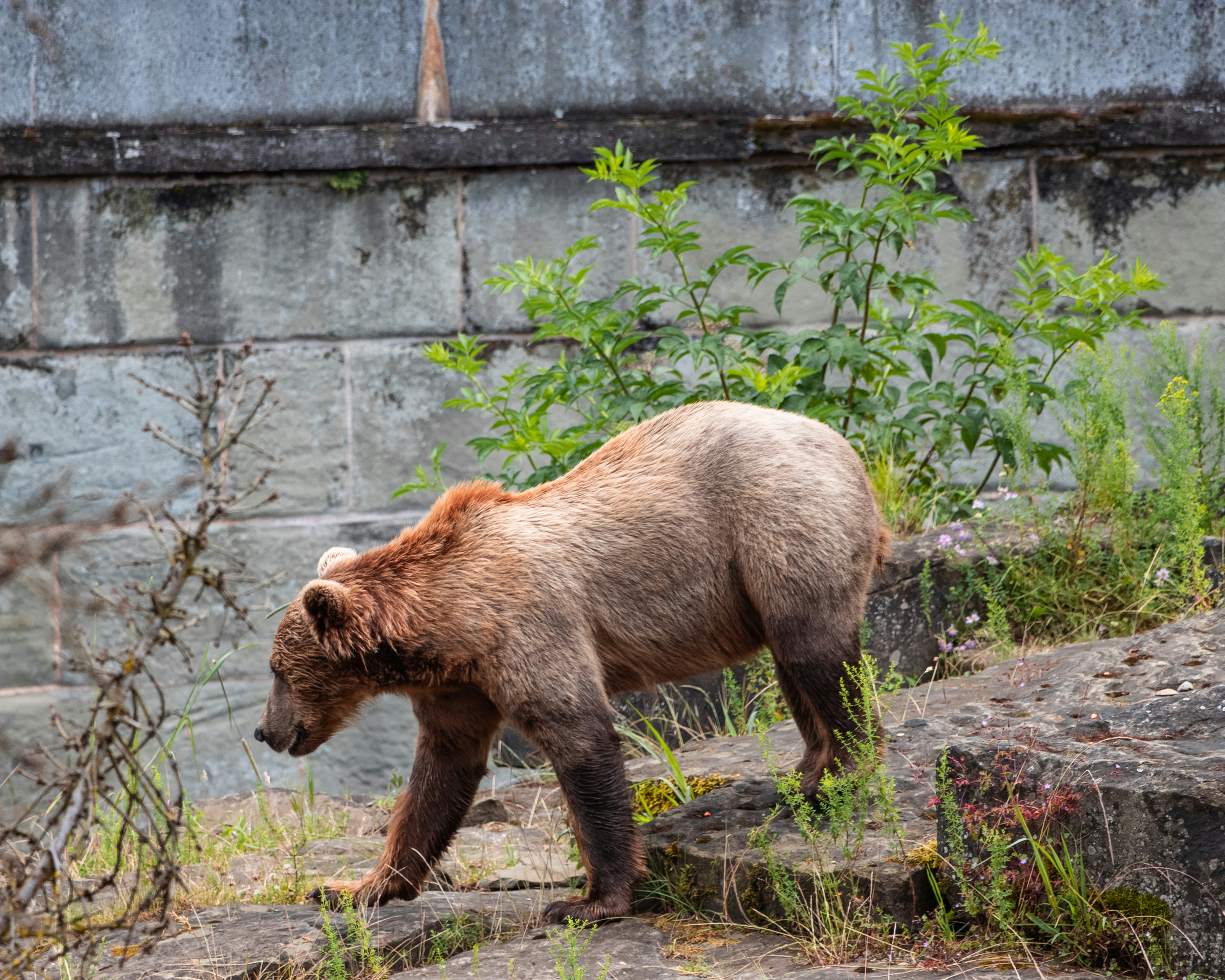 Un oso pardo caminando por un campo cubierto de hierba