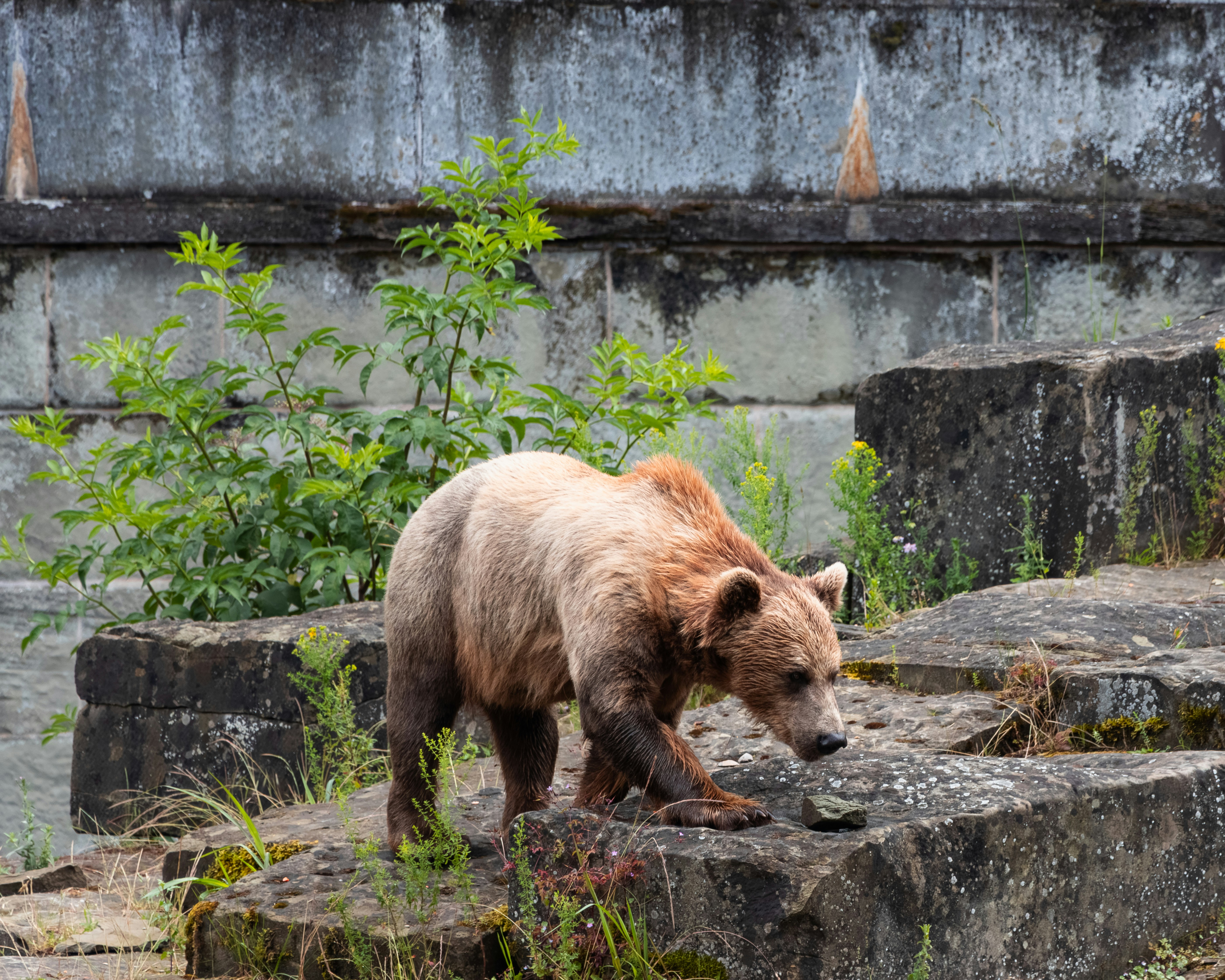 Un gran oso pardo de pie sobre un montón de rocas