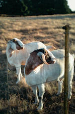 Two goats standing next to each other behind a fence