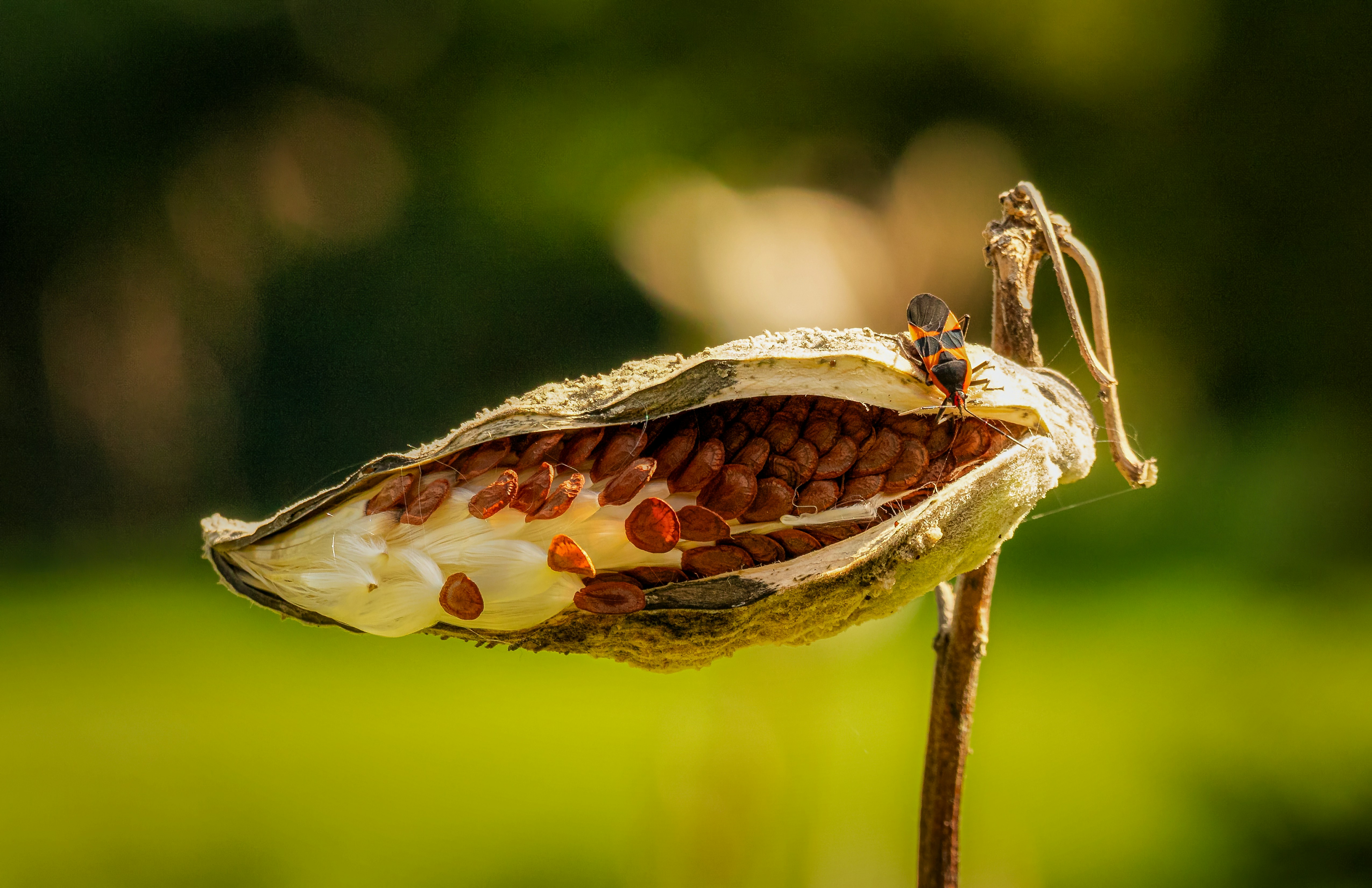 A close up of a plant with a bug on it