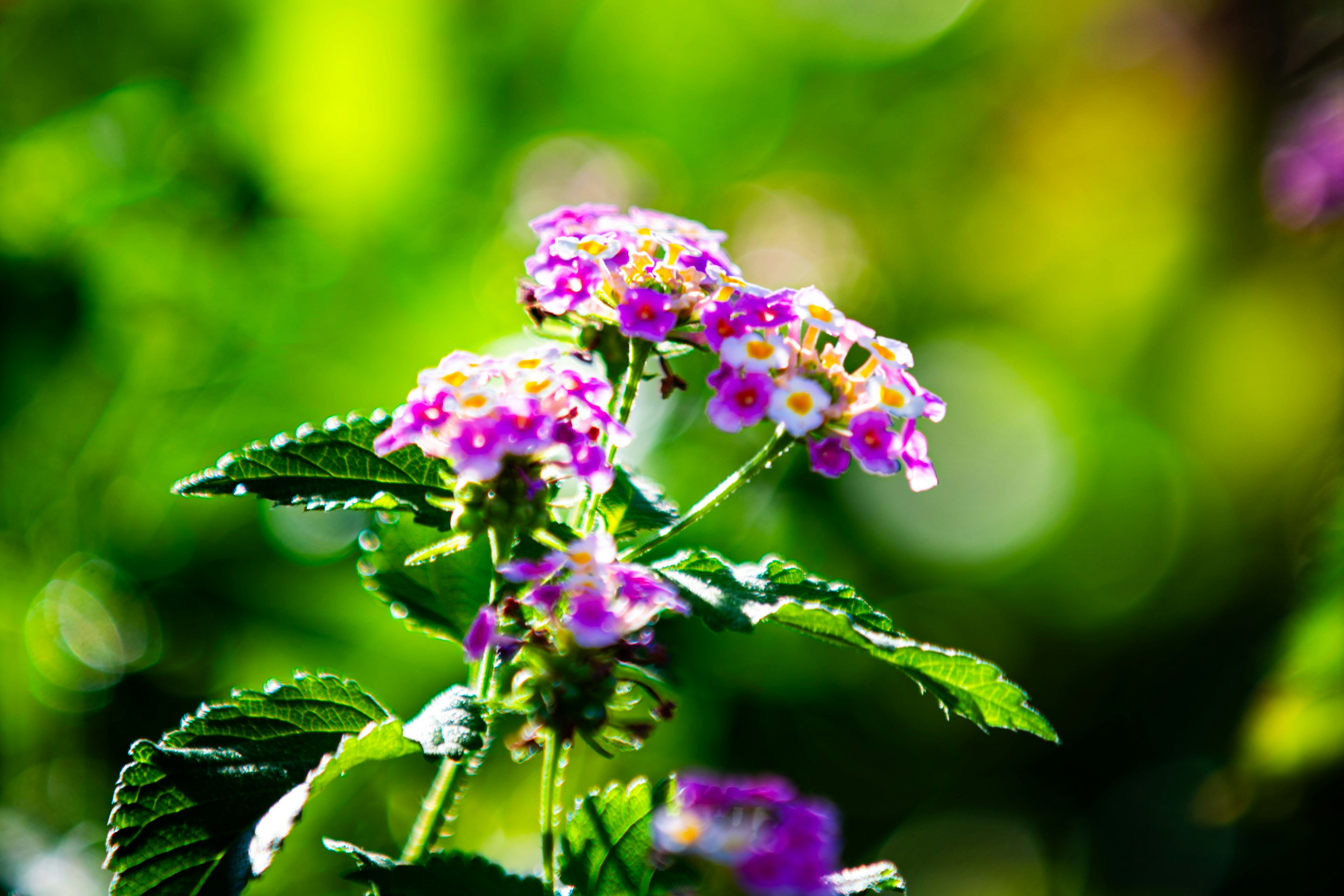 What happens if your belief in DIY natural remedies for digestive health delays crucial diagnosis?