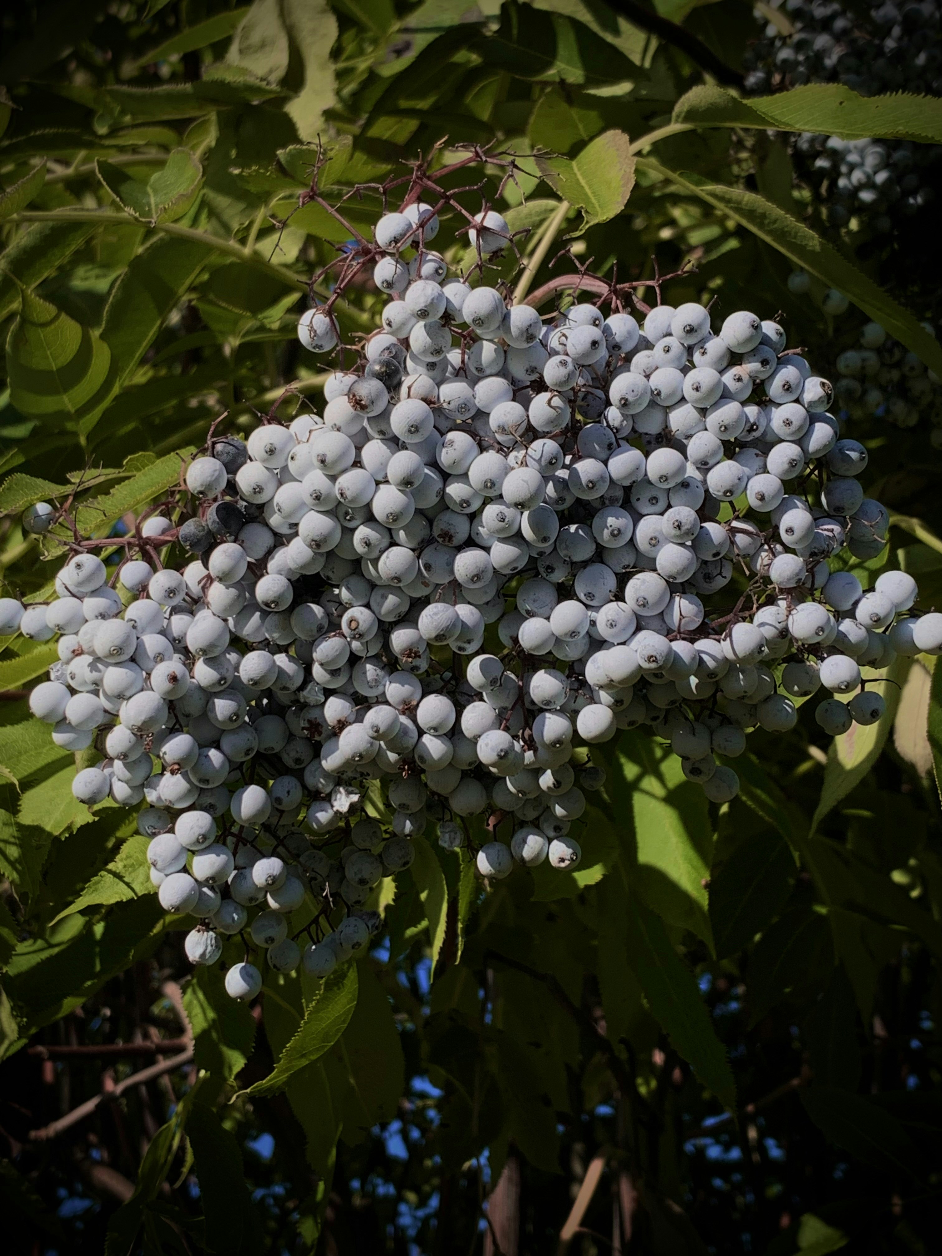 Un manojo de bayas blancas colgando de un árbol