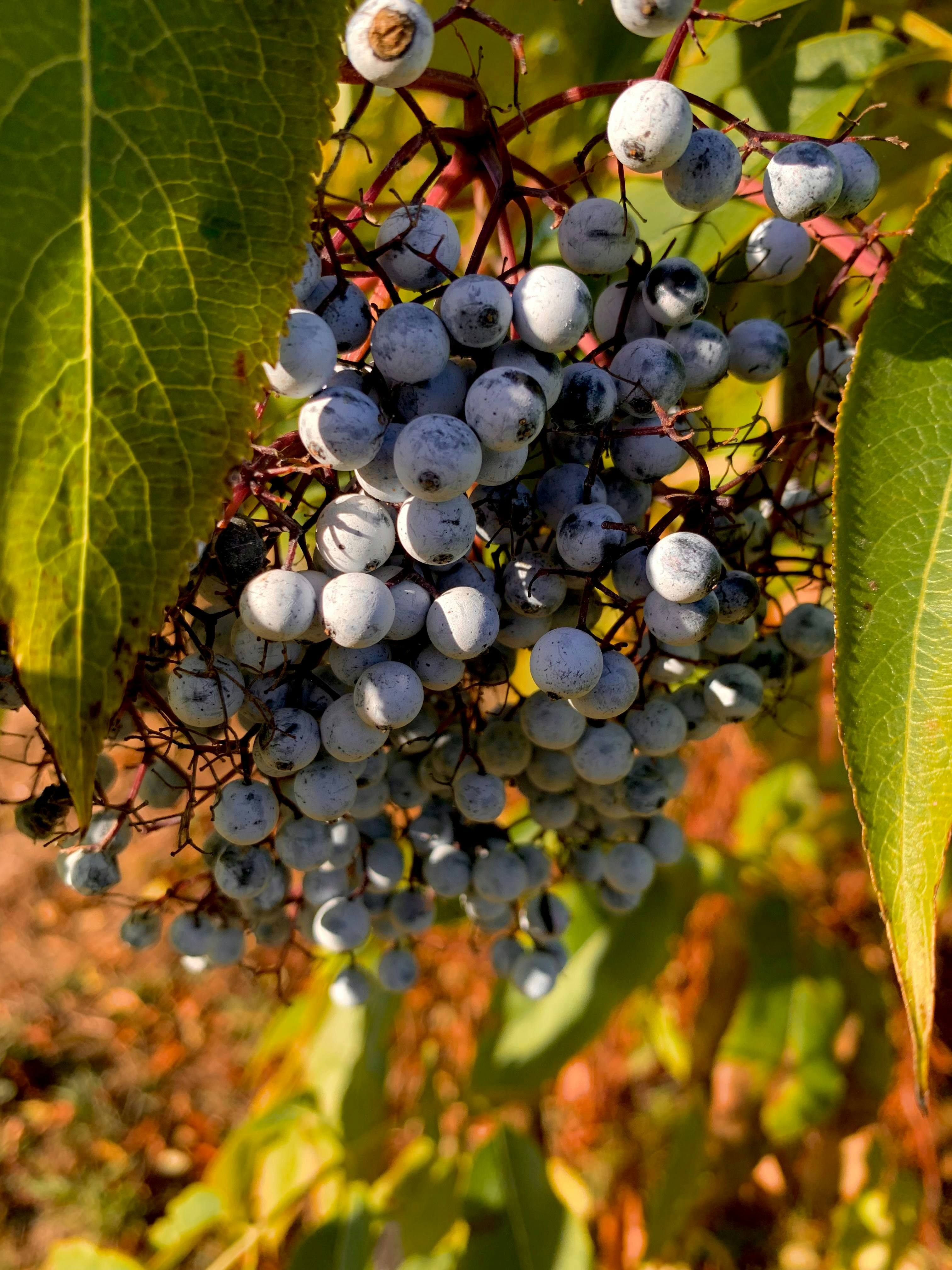 Un manojo de bayas azules colgando de un árbol