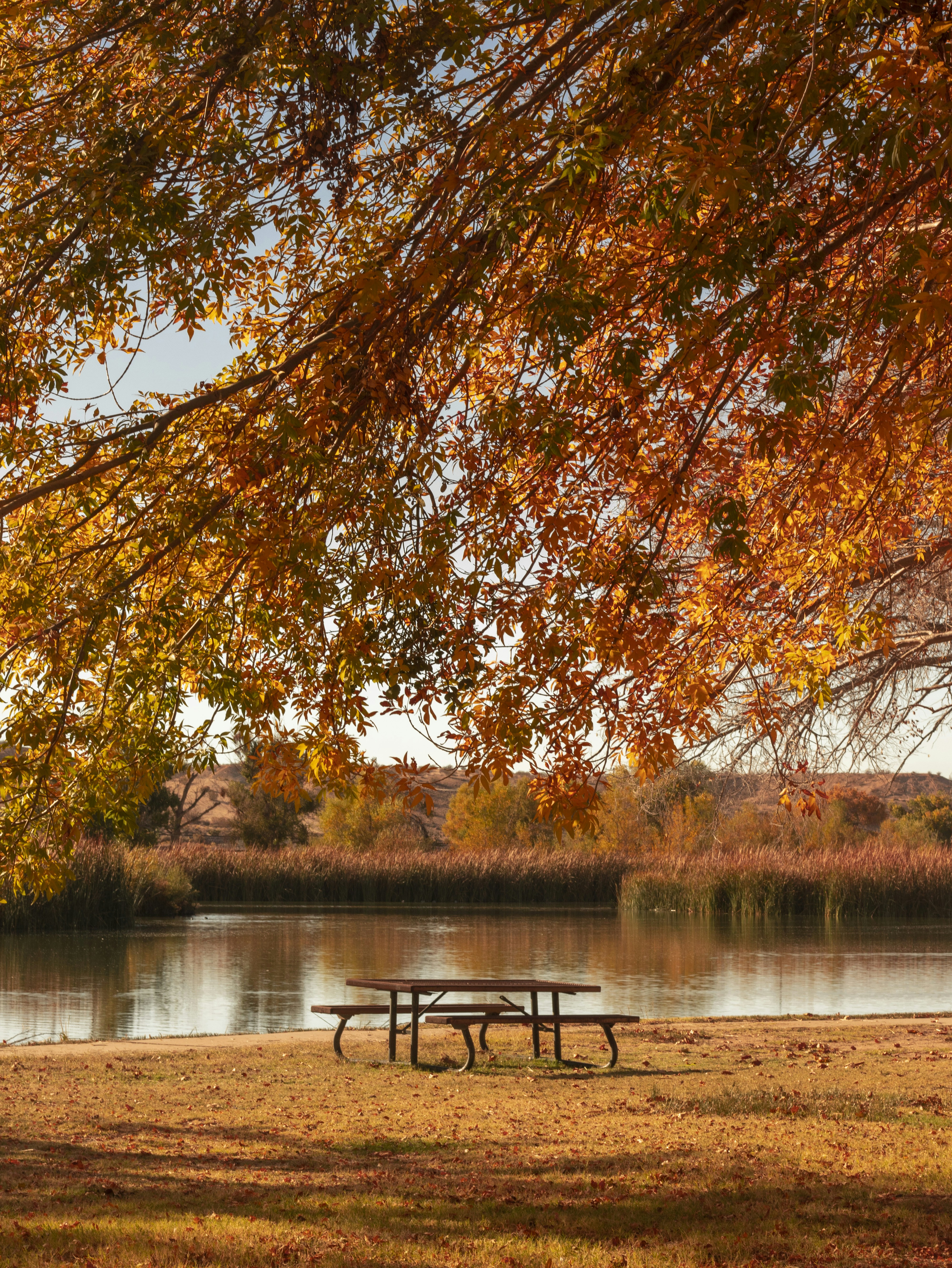 Une table de pique-sous un arbre au bord d’un lac