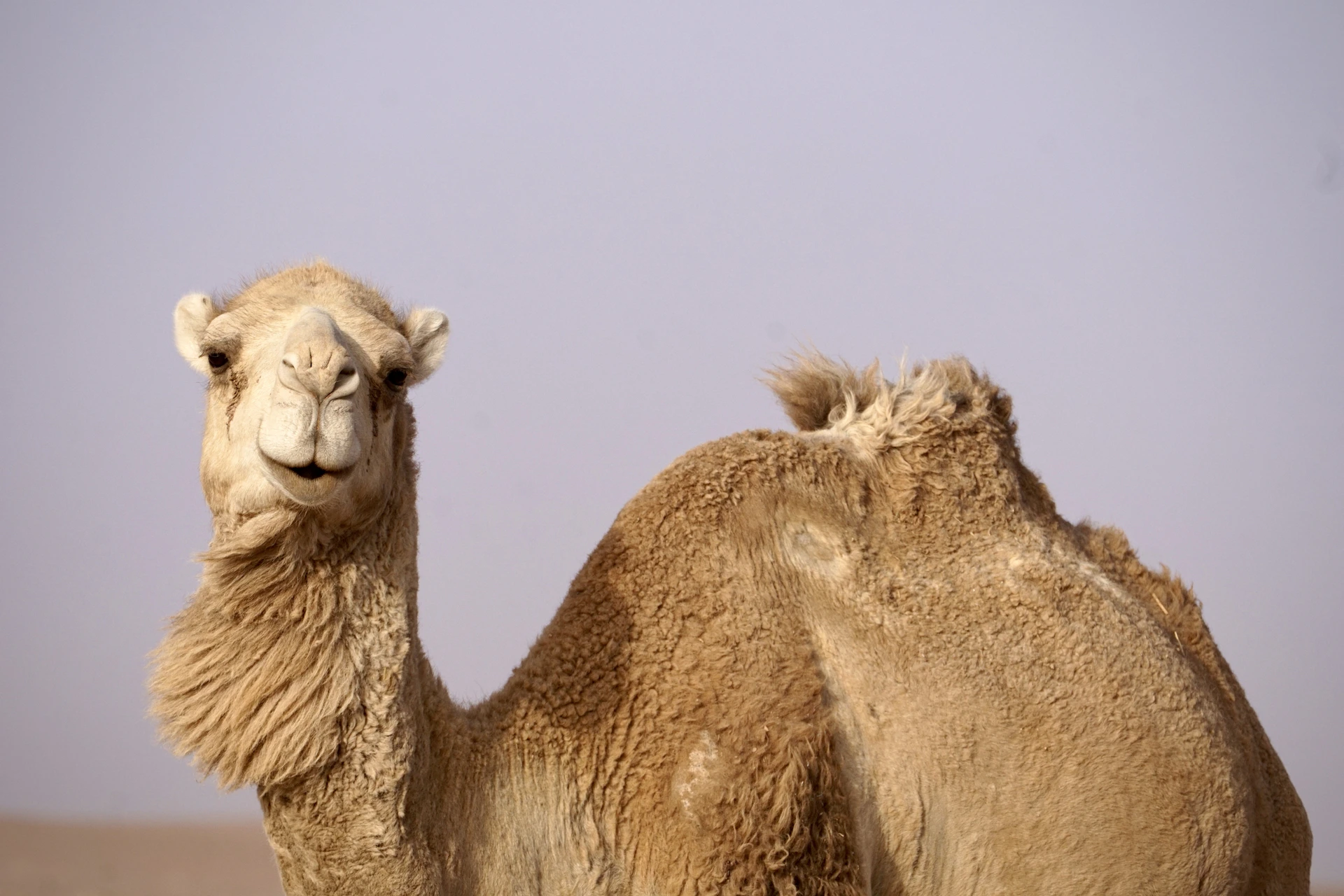 A camel standing in the desert looking at the camera