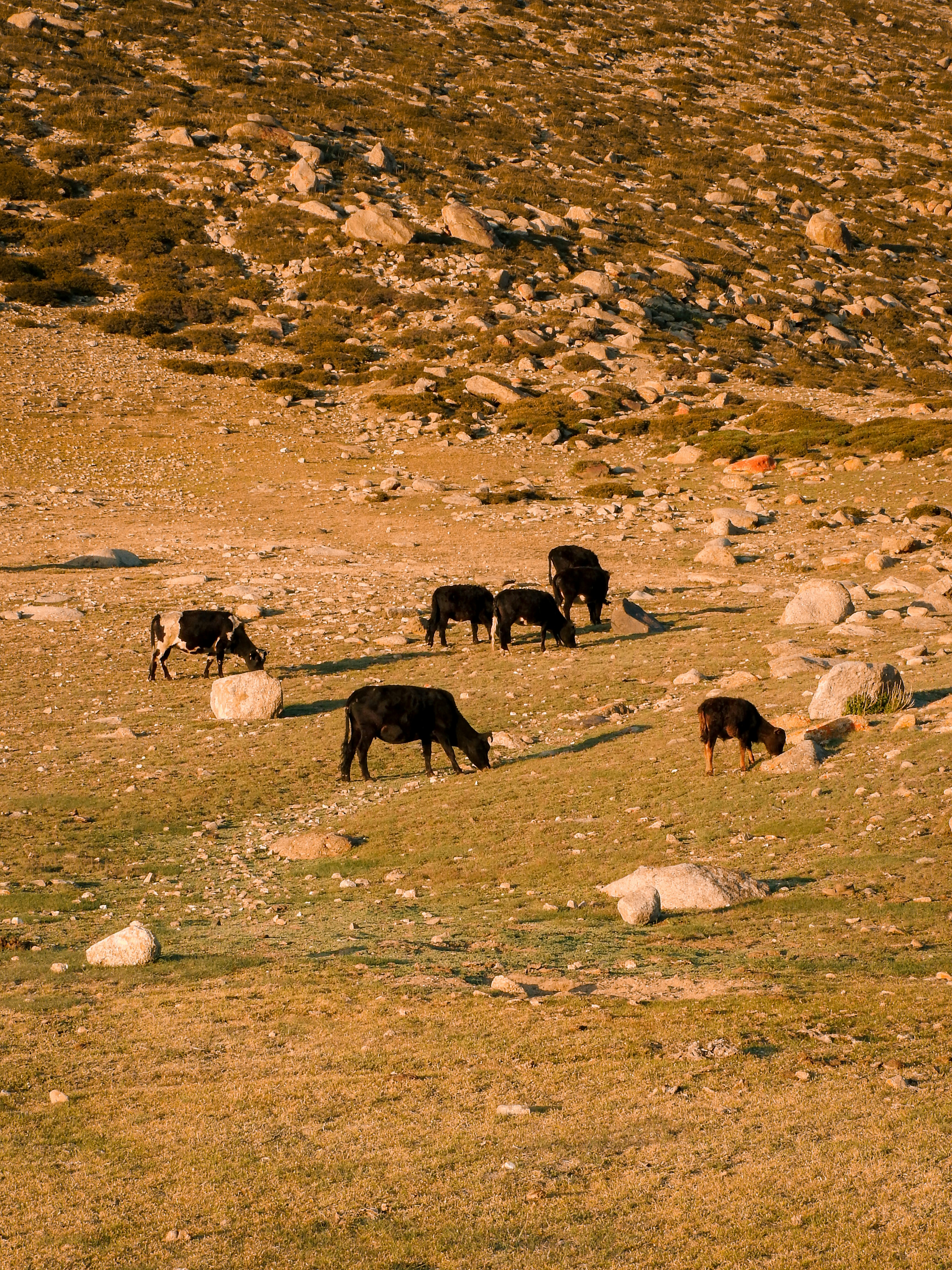 A herd of cattle grazing on a rocky hillside