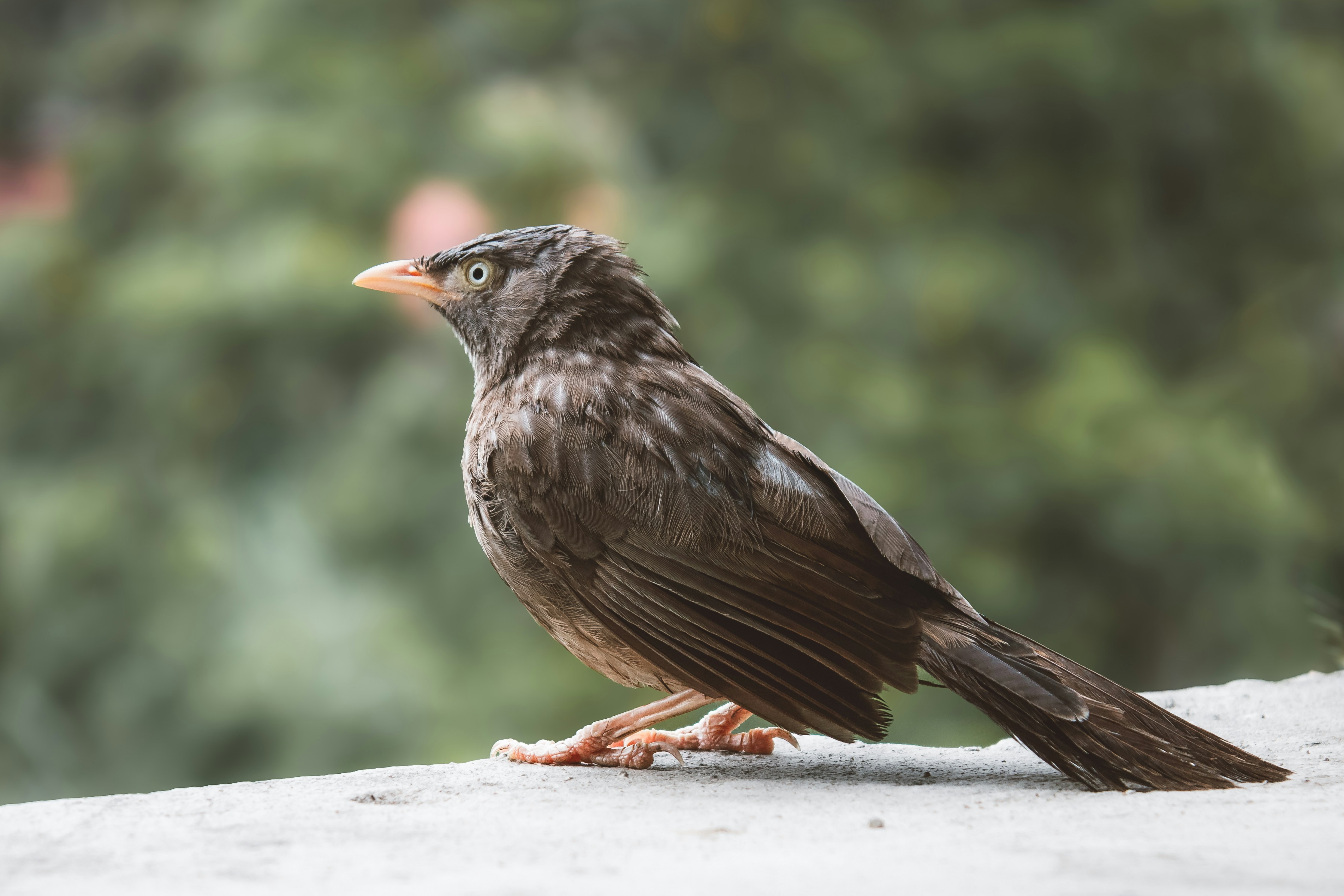 Photo by atharvad_jpeg