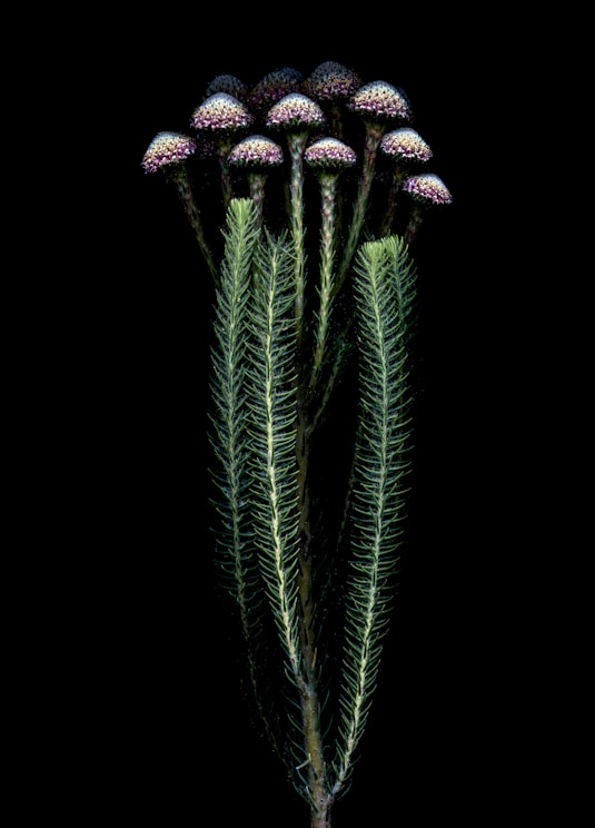 A group of flowers that are on a black background