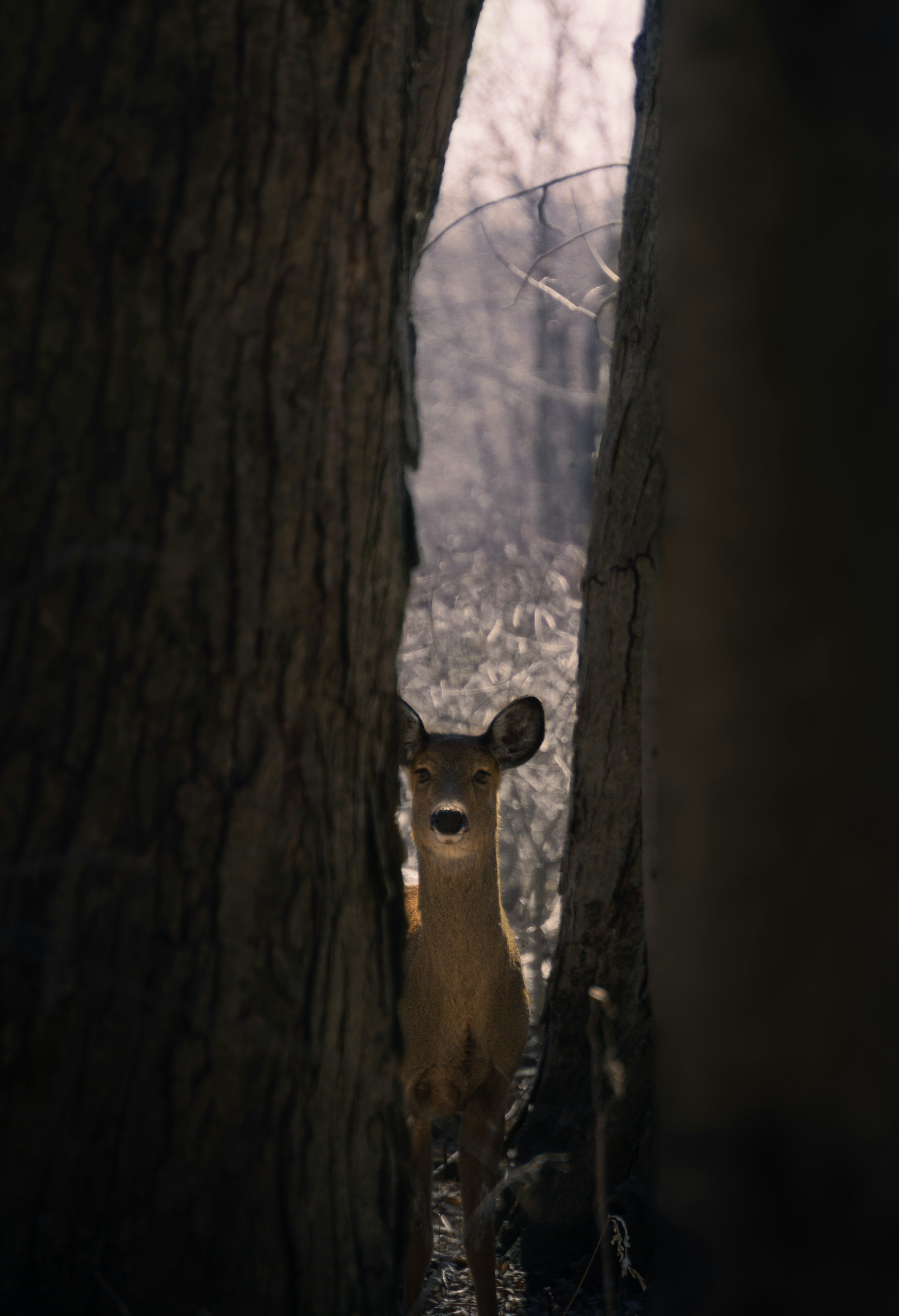 숲 한가운데에 서 있는 사슴