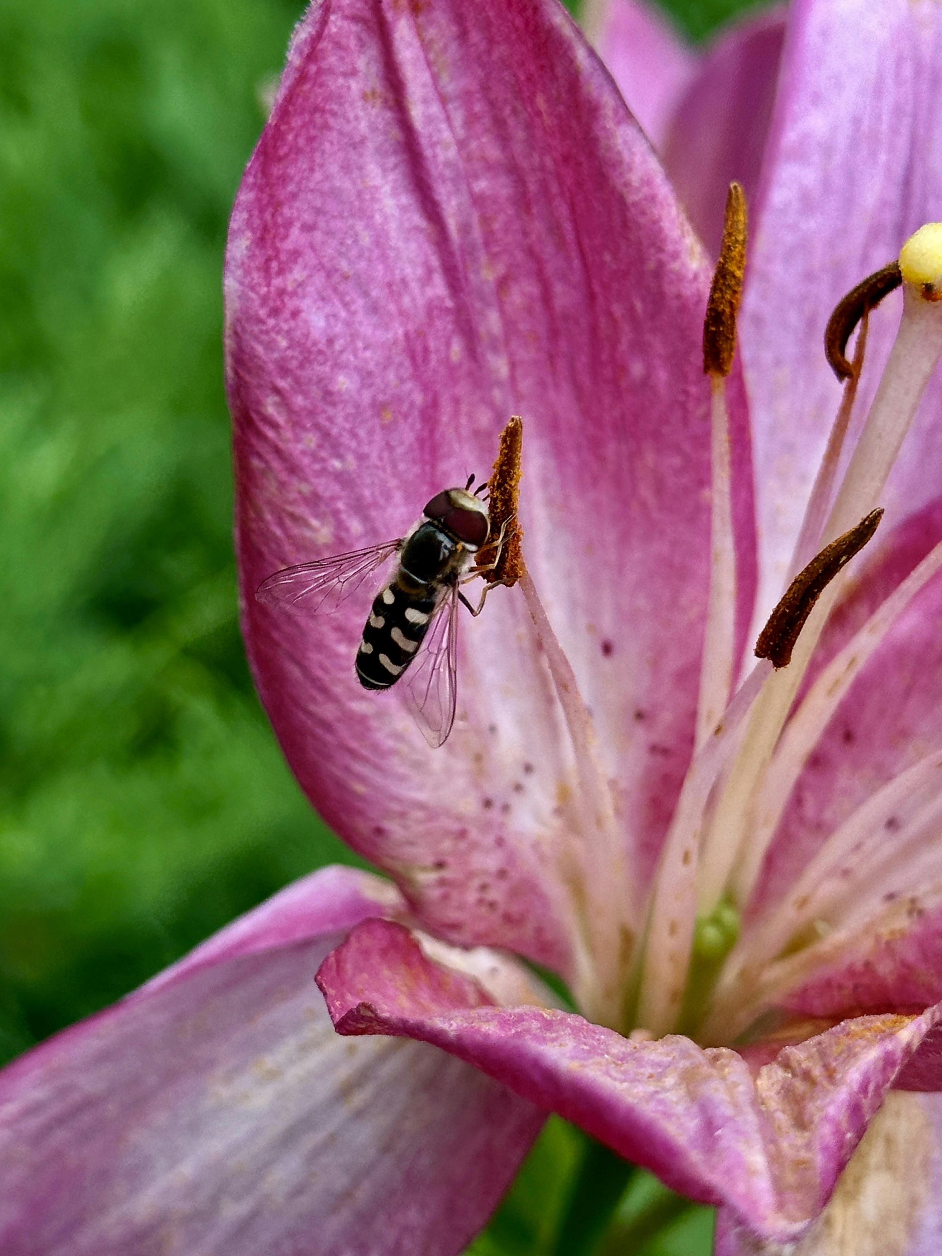 Two bees on a pink flower with green grass