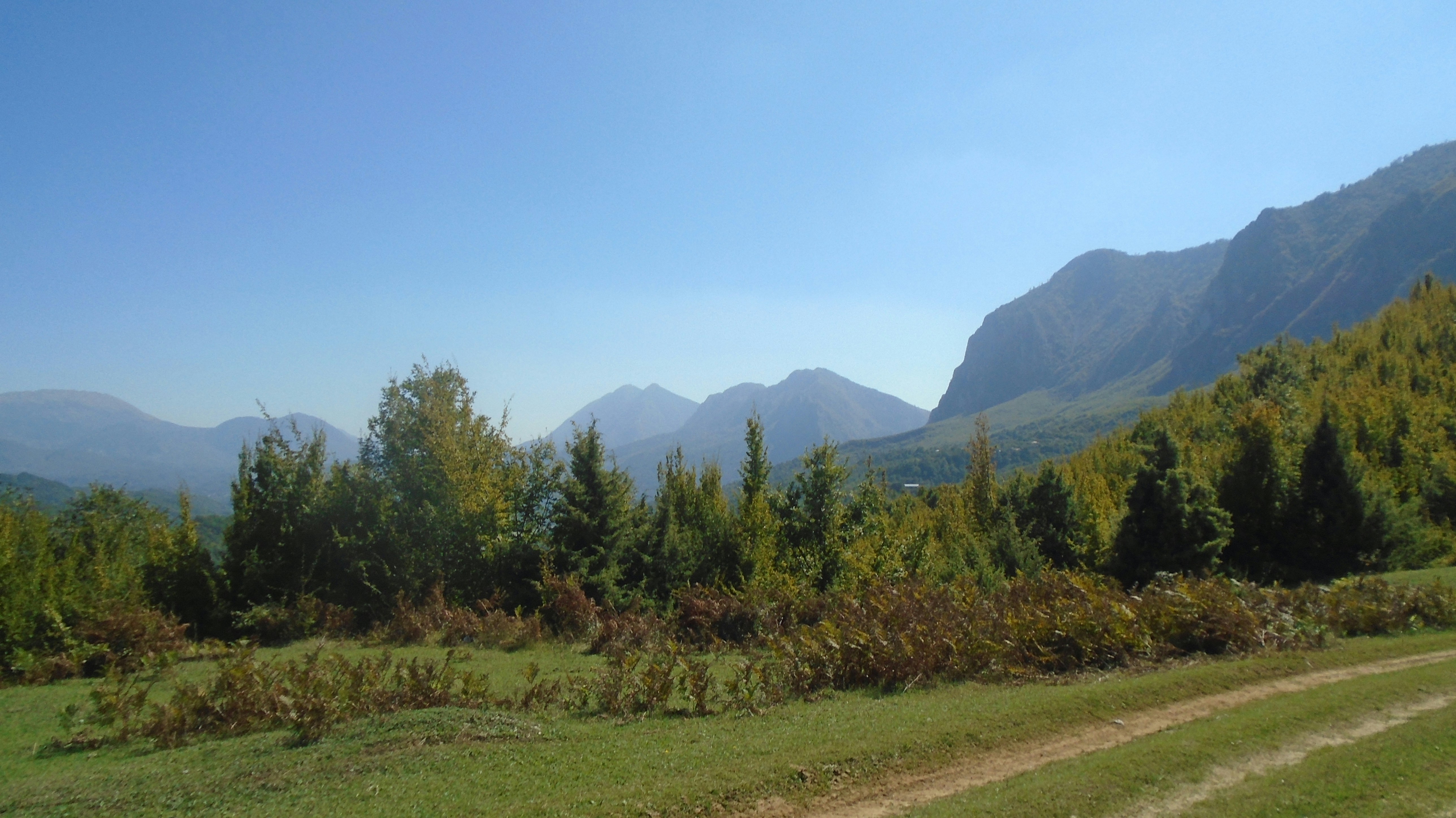 A dirt road going through a lush green forest