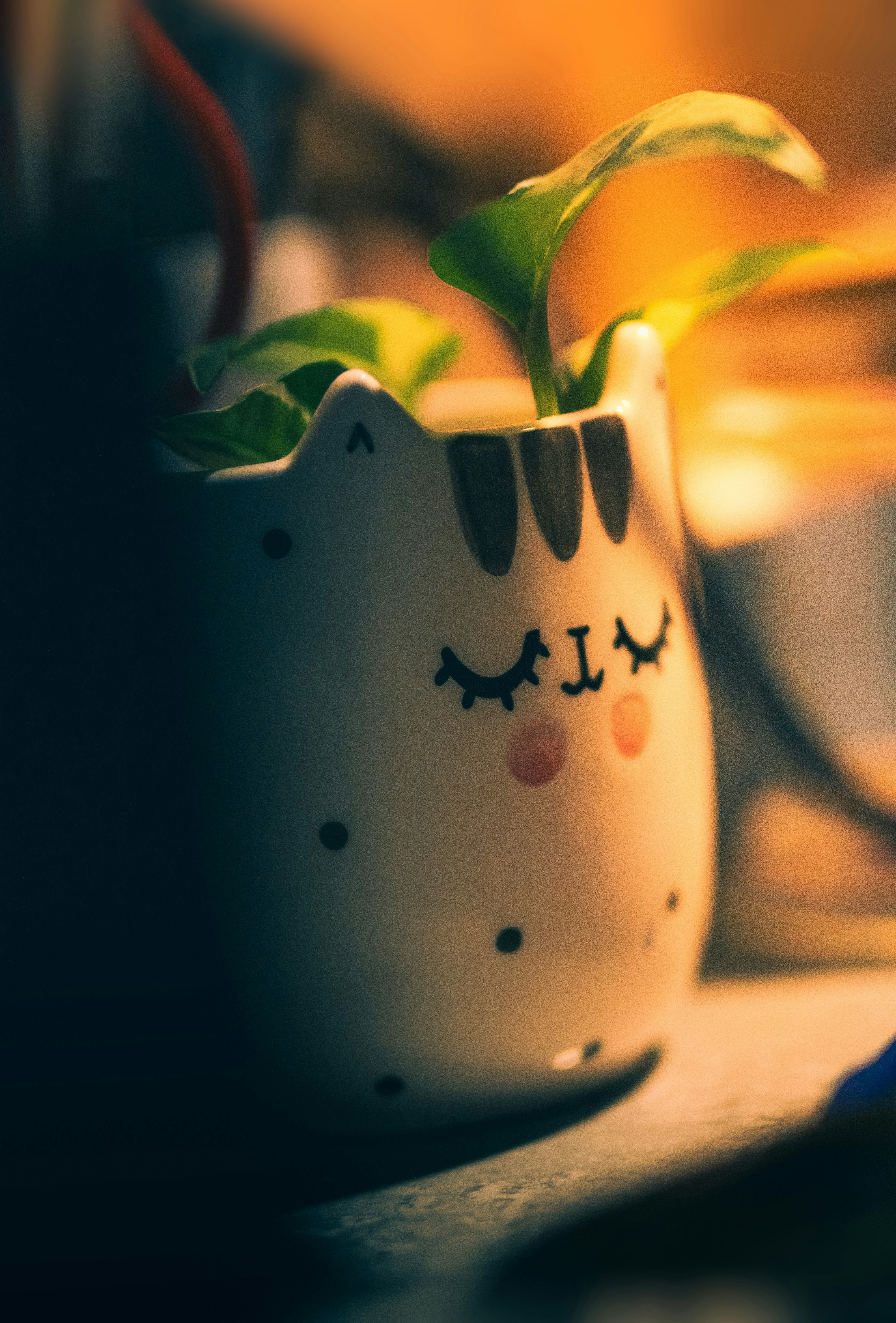 A small pot with a plant inside of it