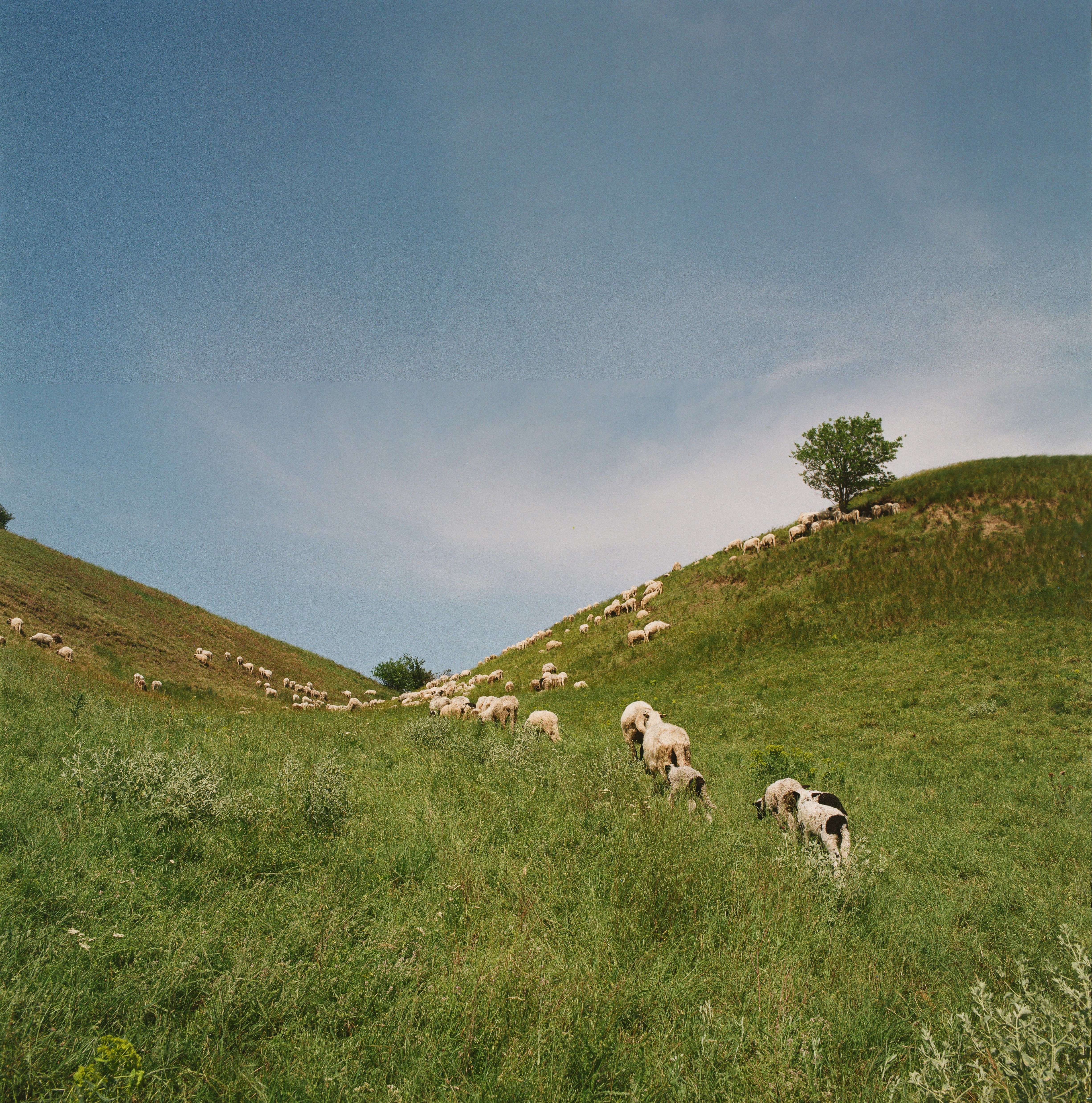 A herd of sheep grazing on a lush green hillside
