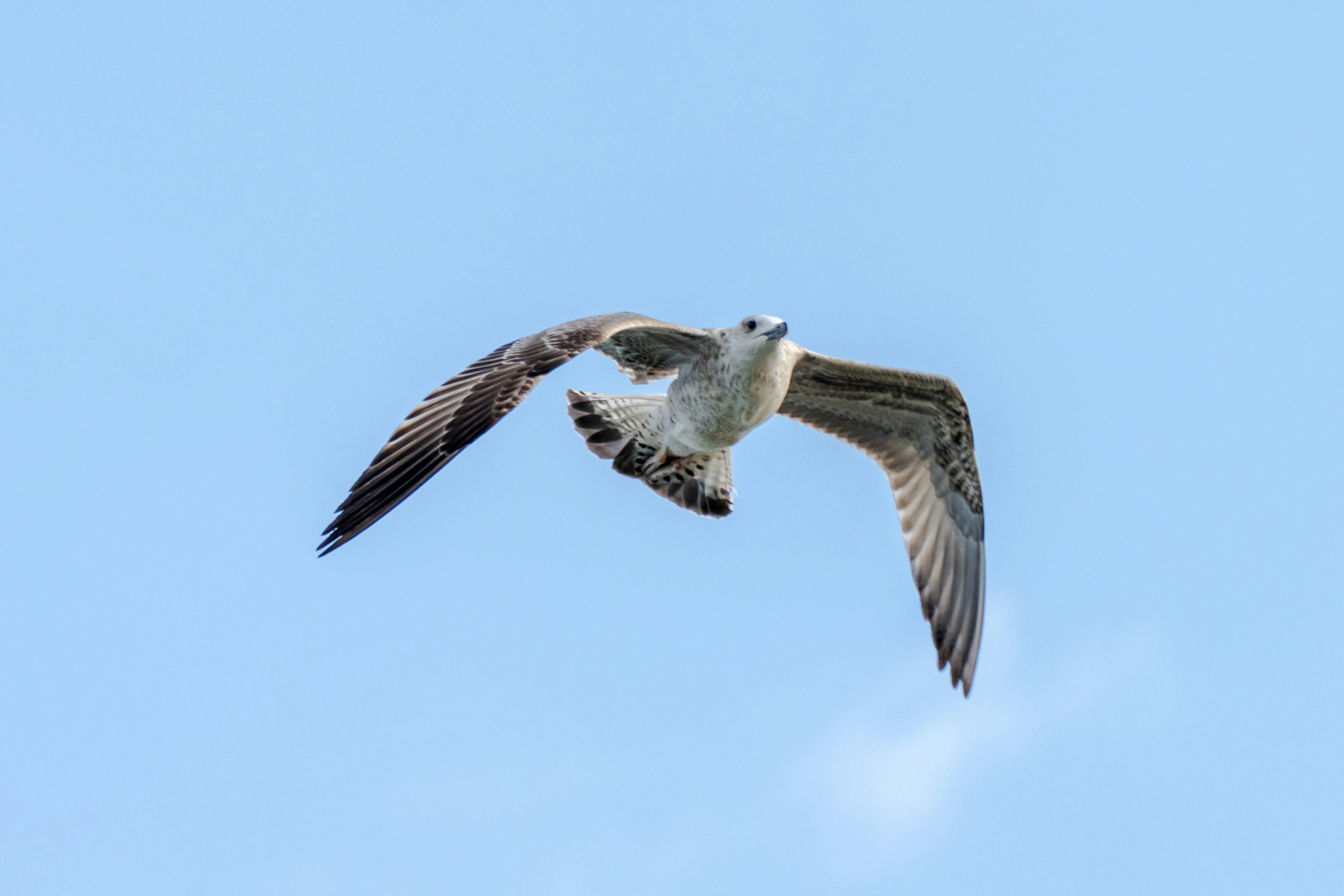 Photo by mechaowlstudios