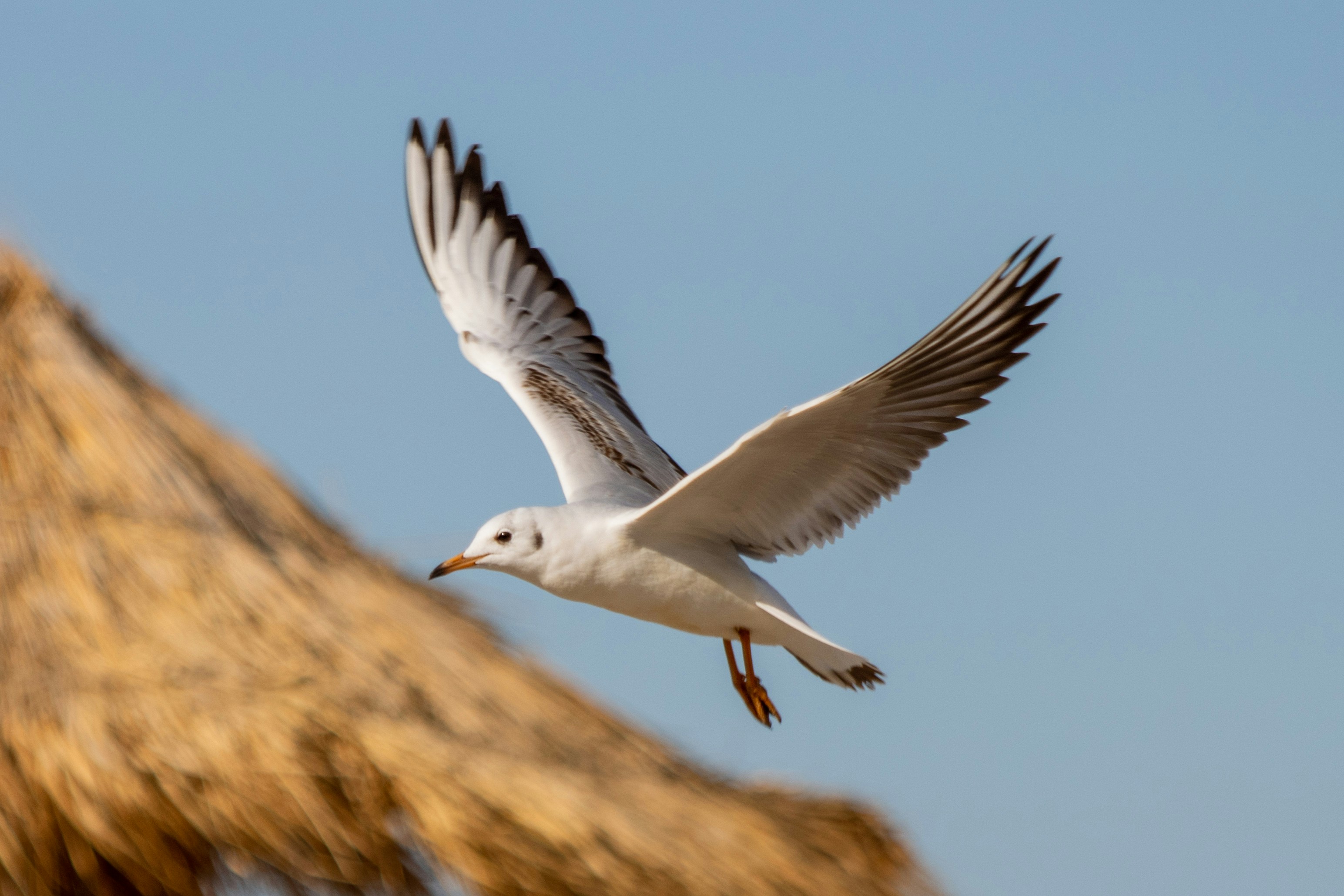 Photo by mechaowlstudios