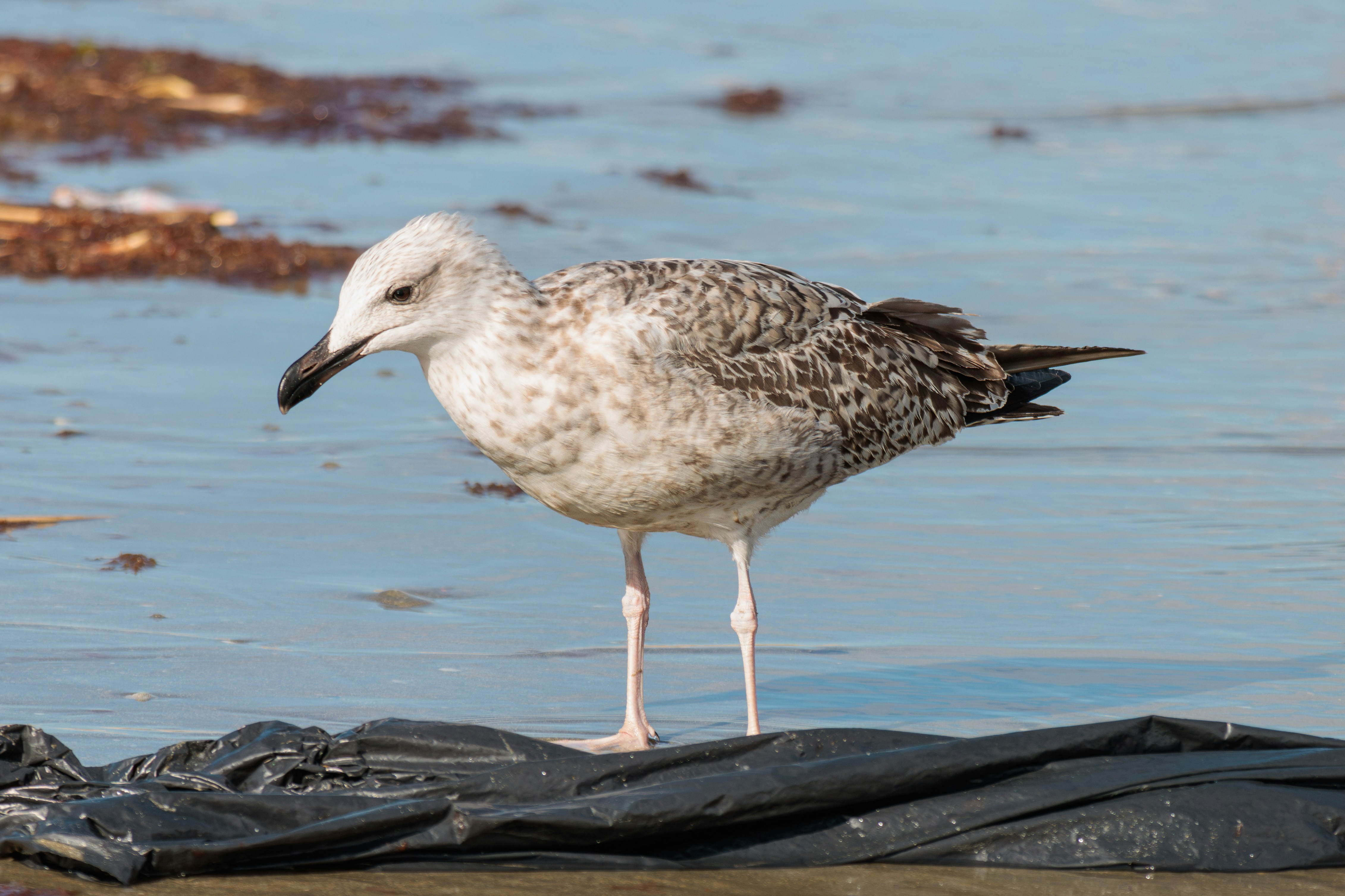 Photo by mechaowlstudios