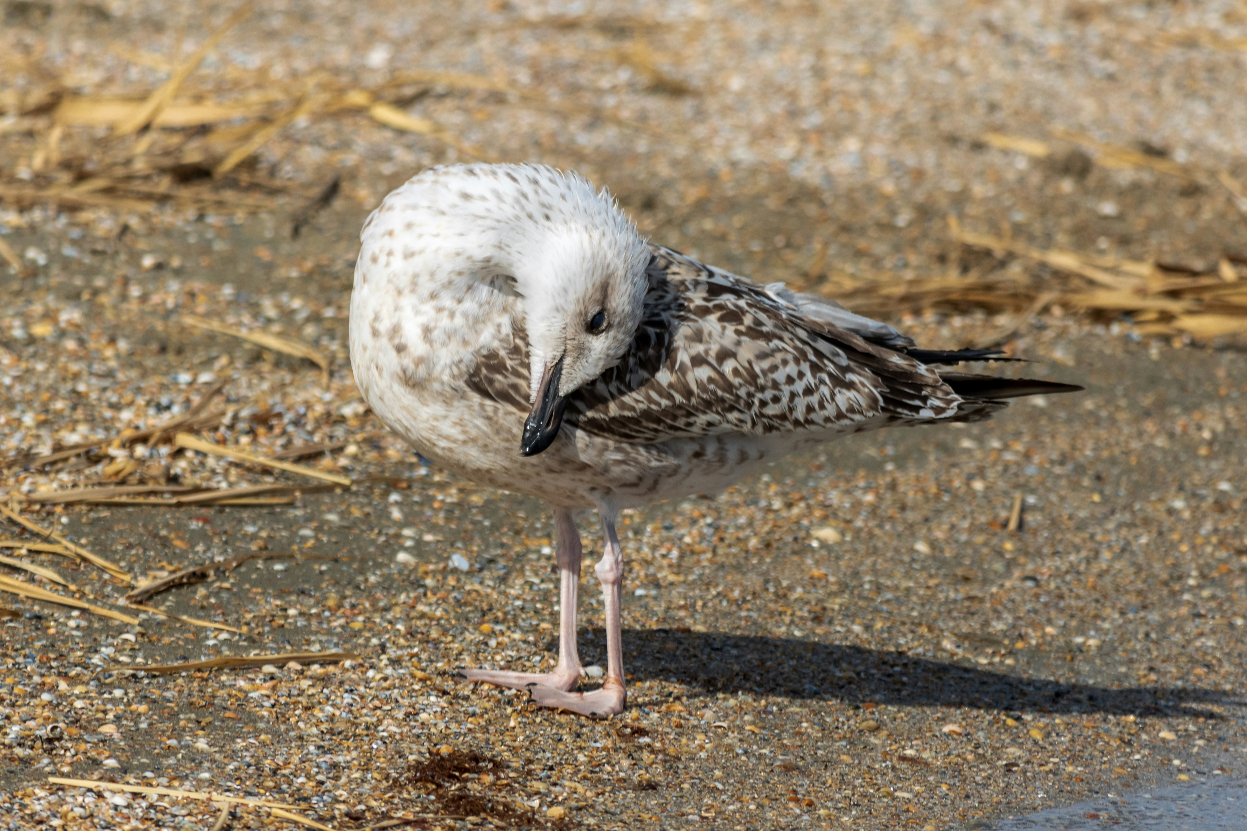 Photo by mechaowlstudios