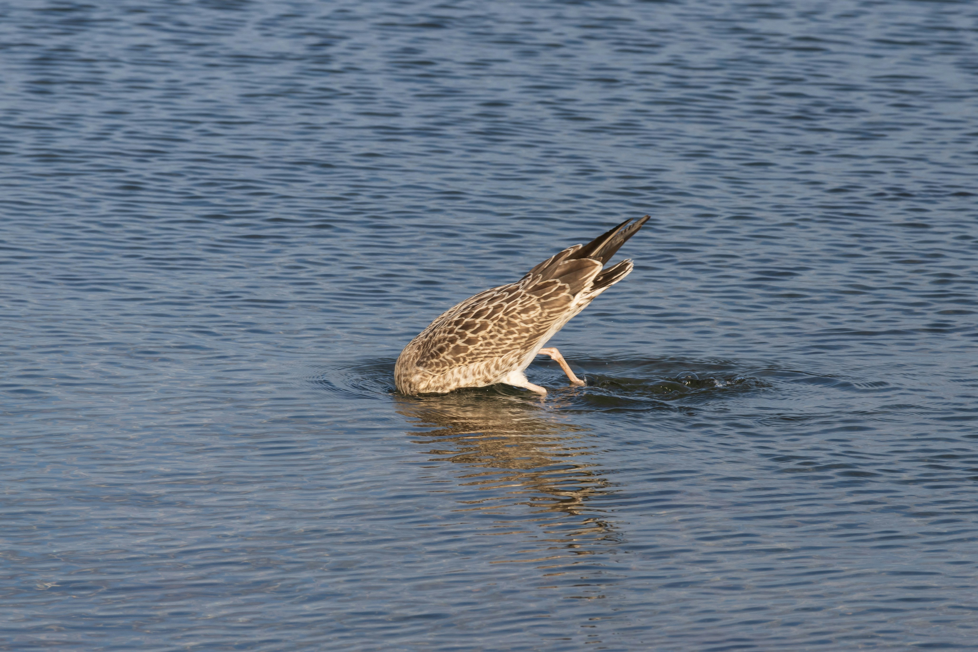 Photo by mechaowlstudios