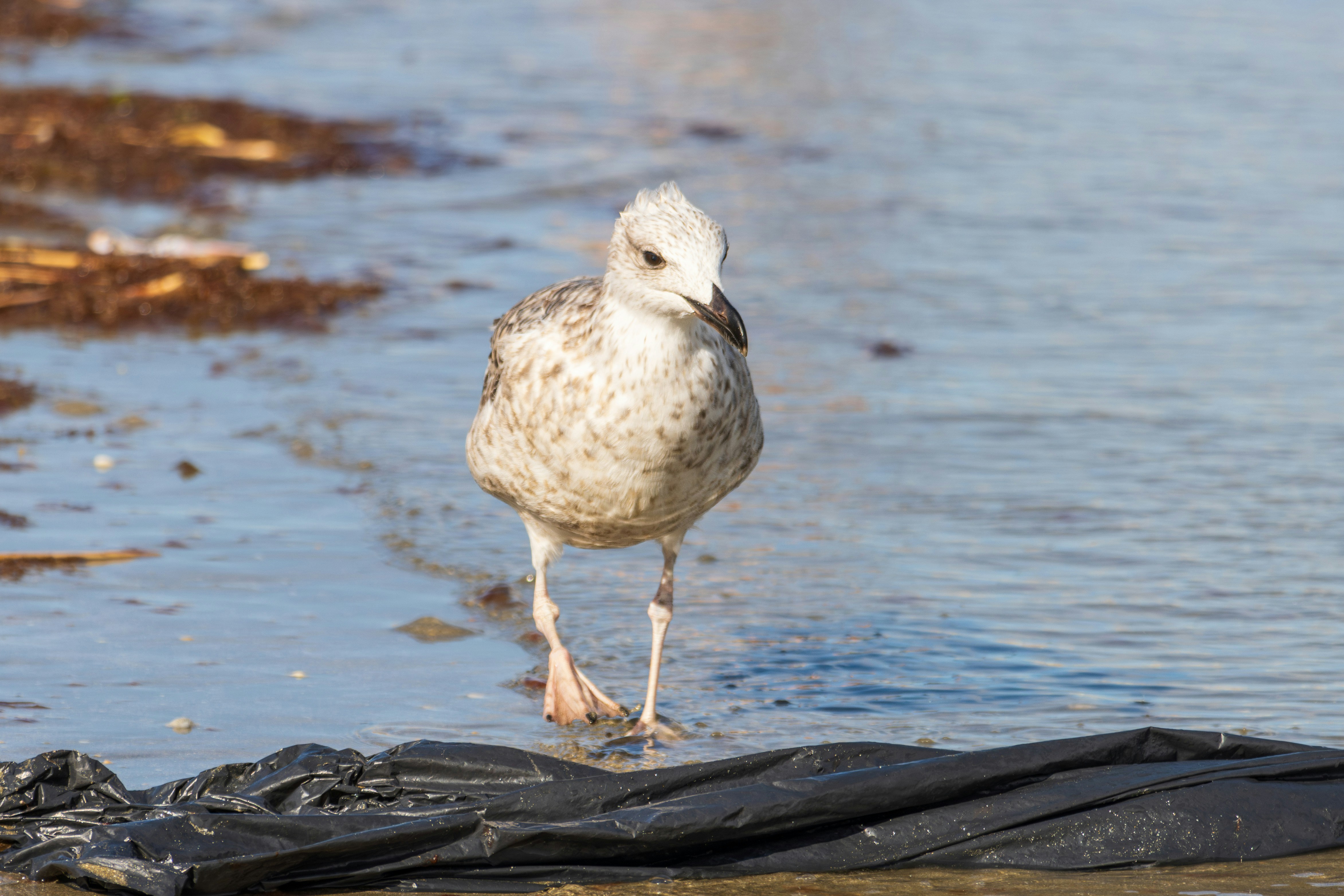 Photo by mechaowlstudios