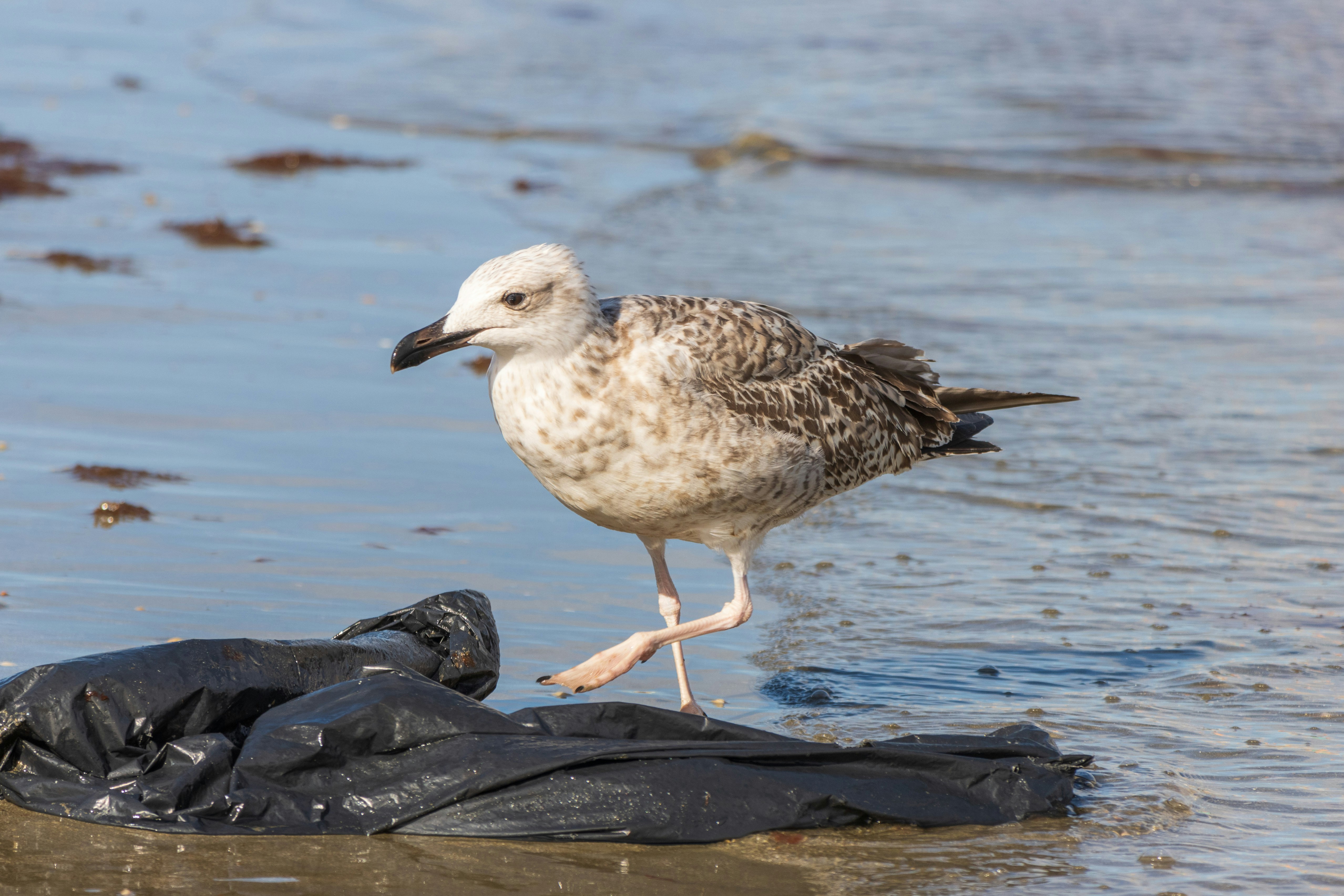 Photo by mechaowlstudios