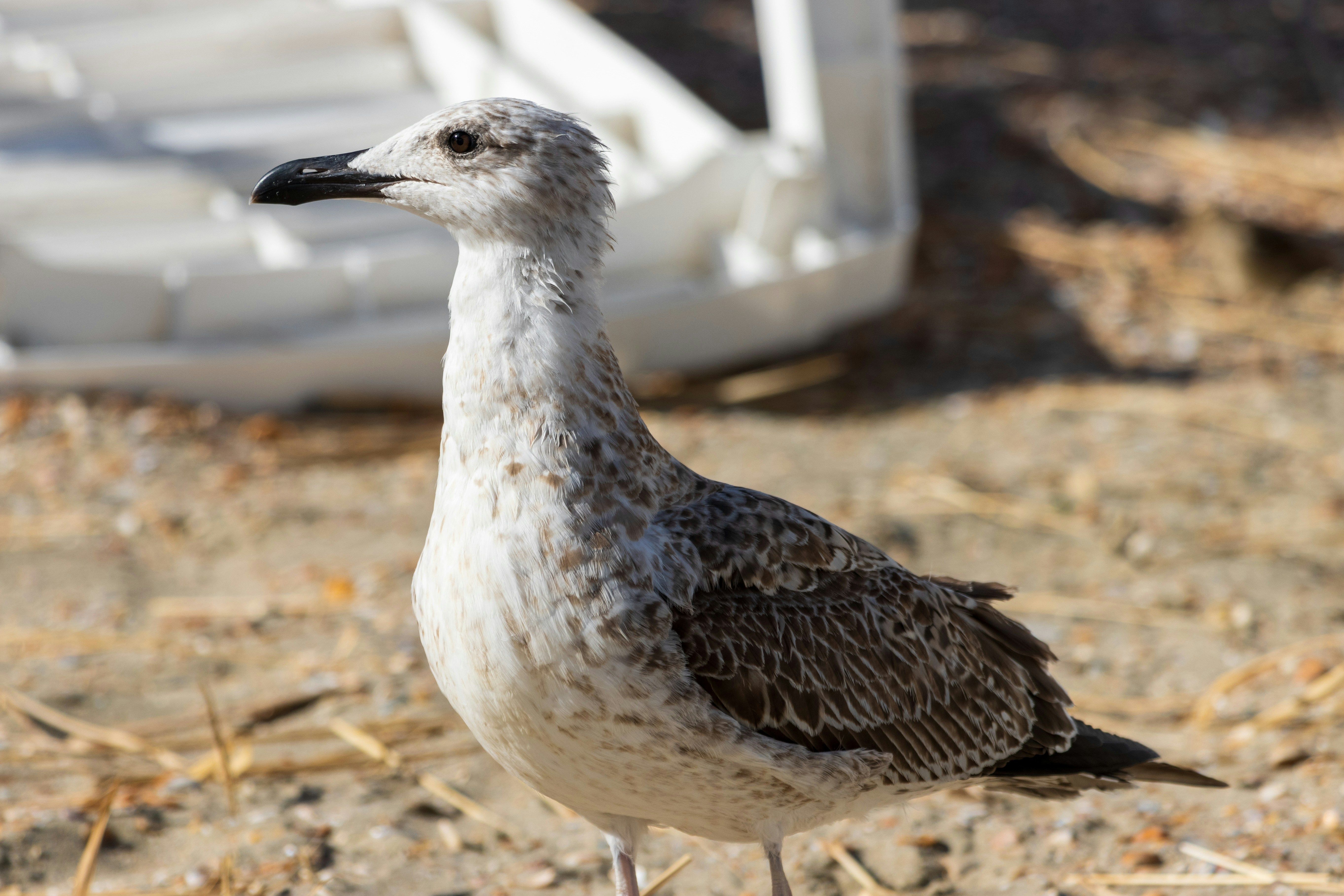 Photo by mechaowlstudios