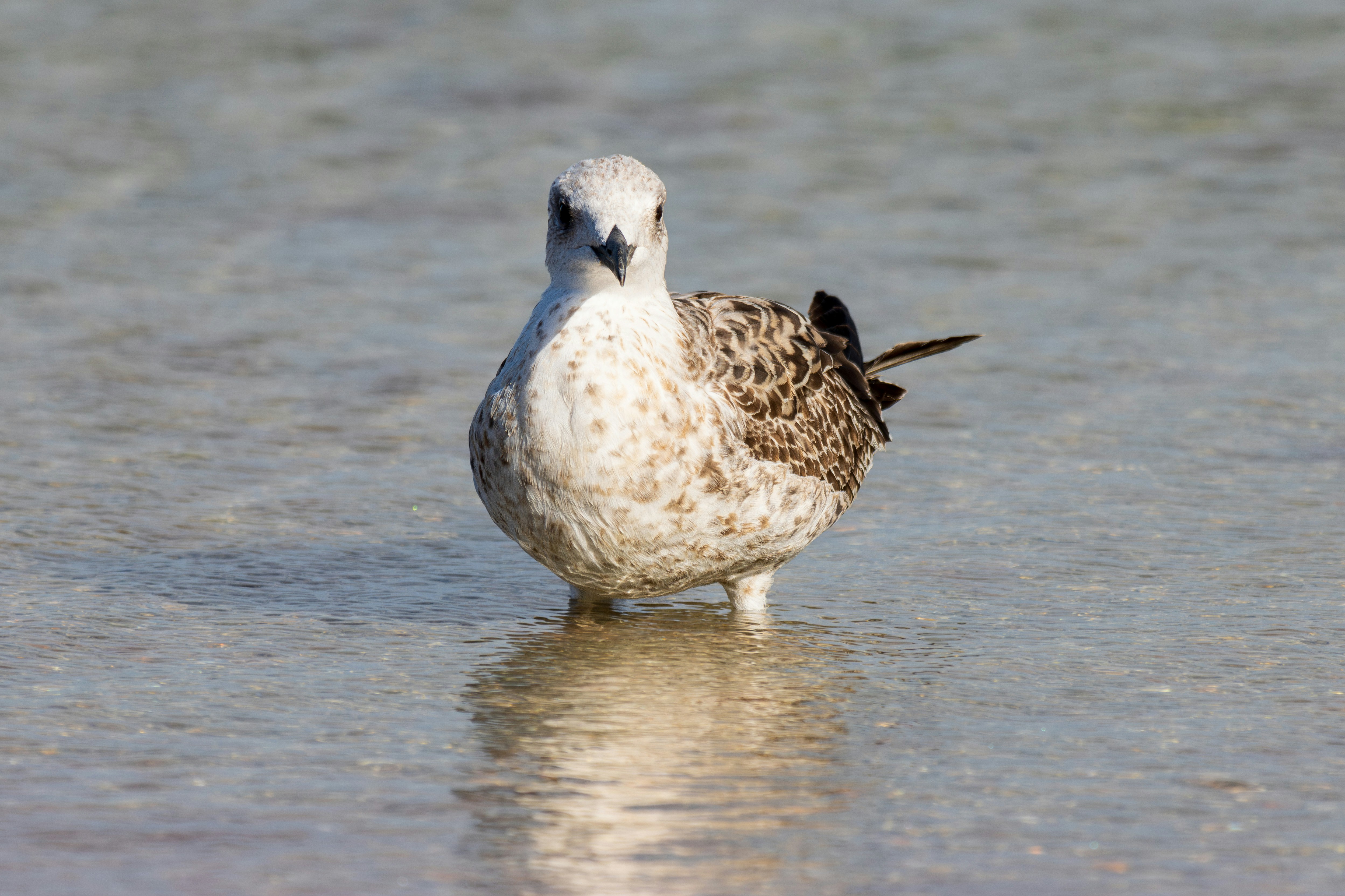 Photo by mechaowlstudios