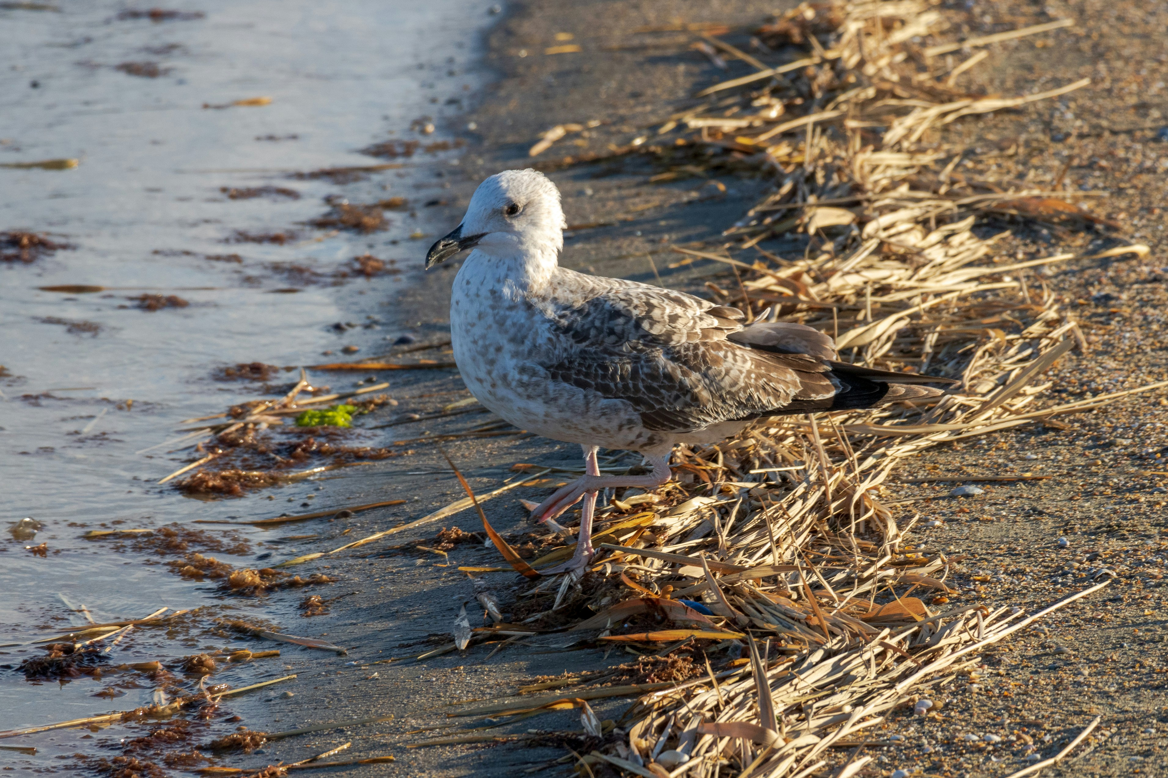 Photo by mechaowlstudios