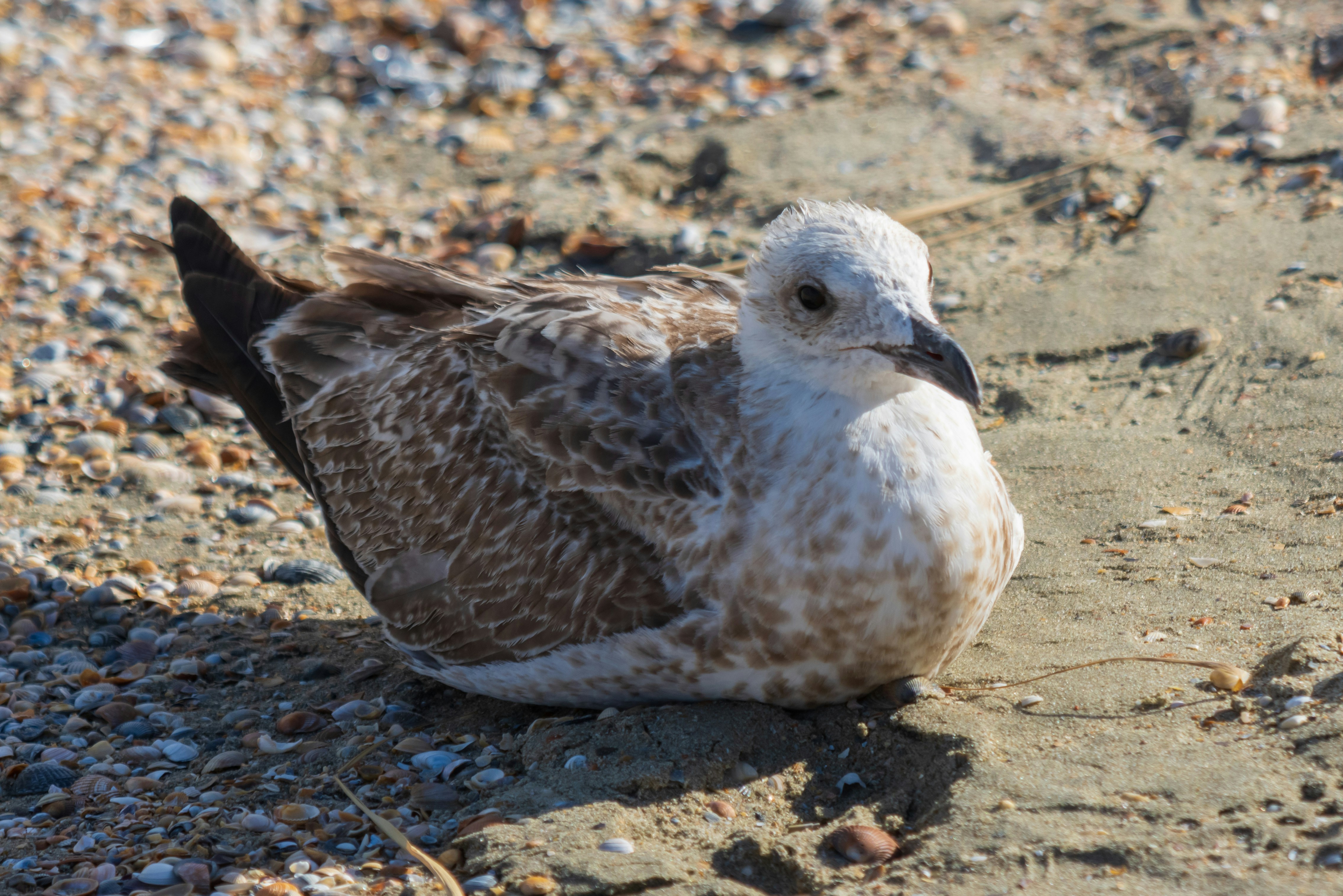 Photo by mechaowlstudios