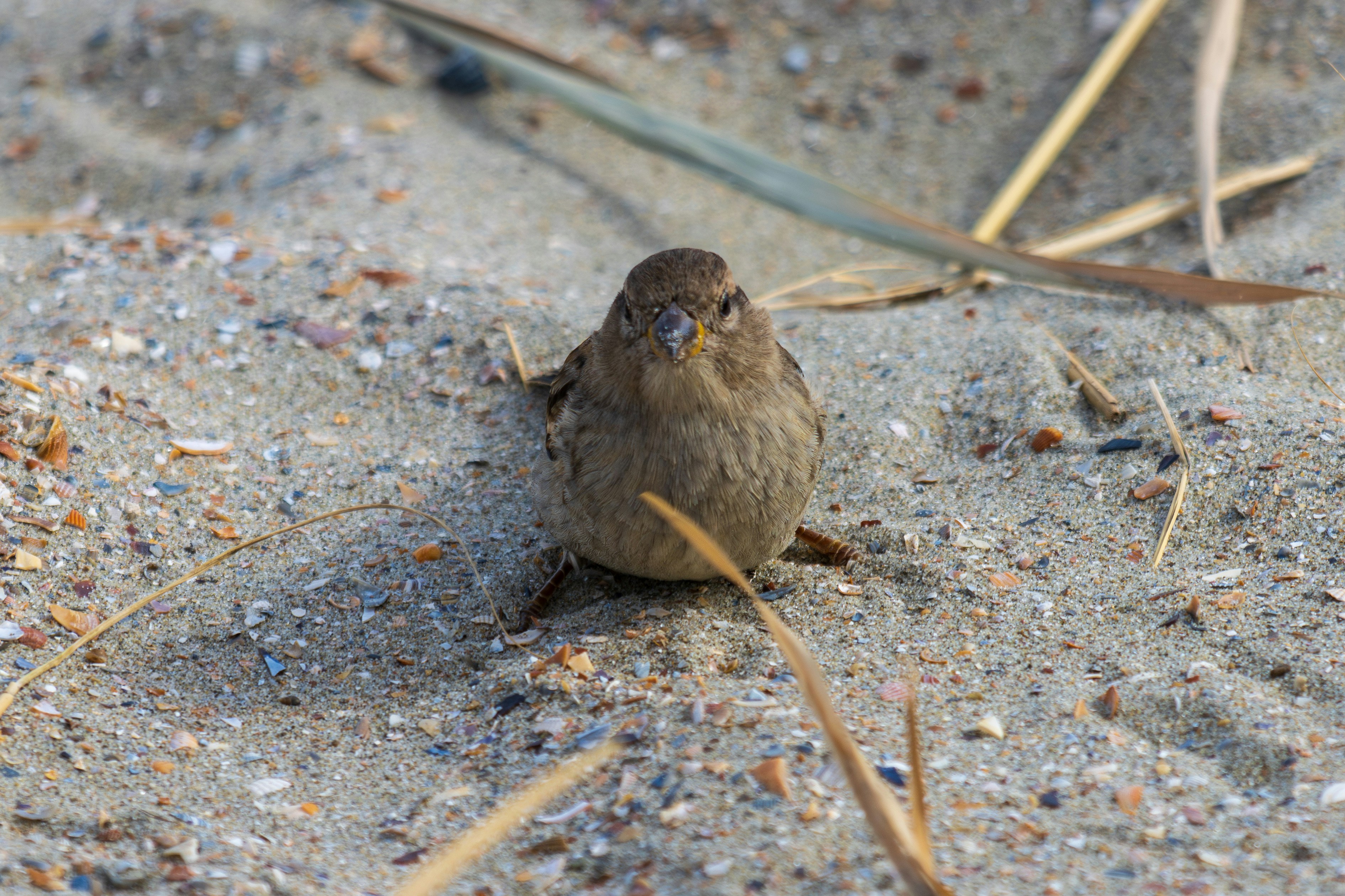 Photo by mechaowlstudios