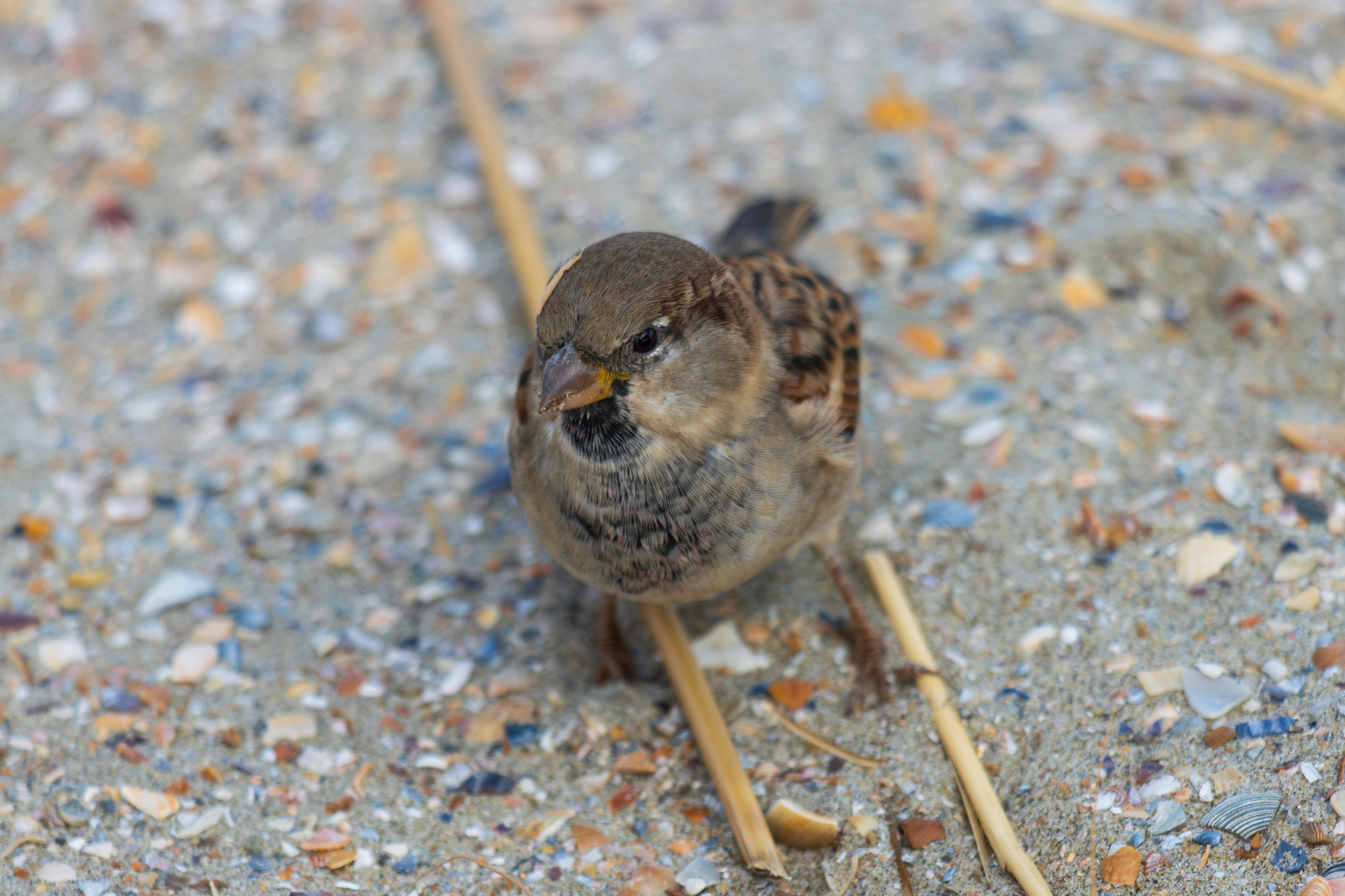 Photo by mechaowlstudios