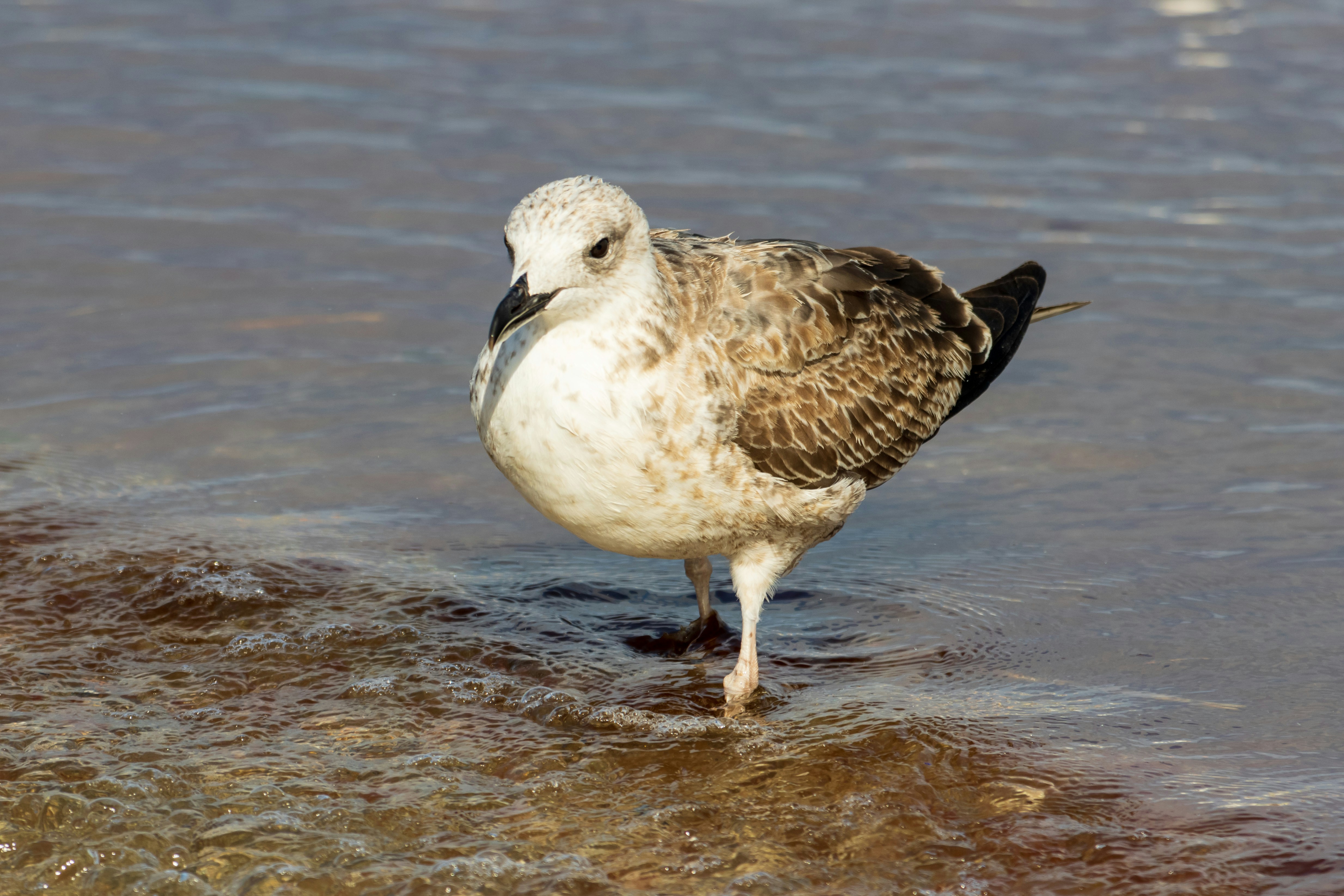 Photo by mechaowlstudios