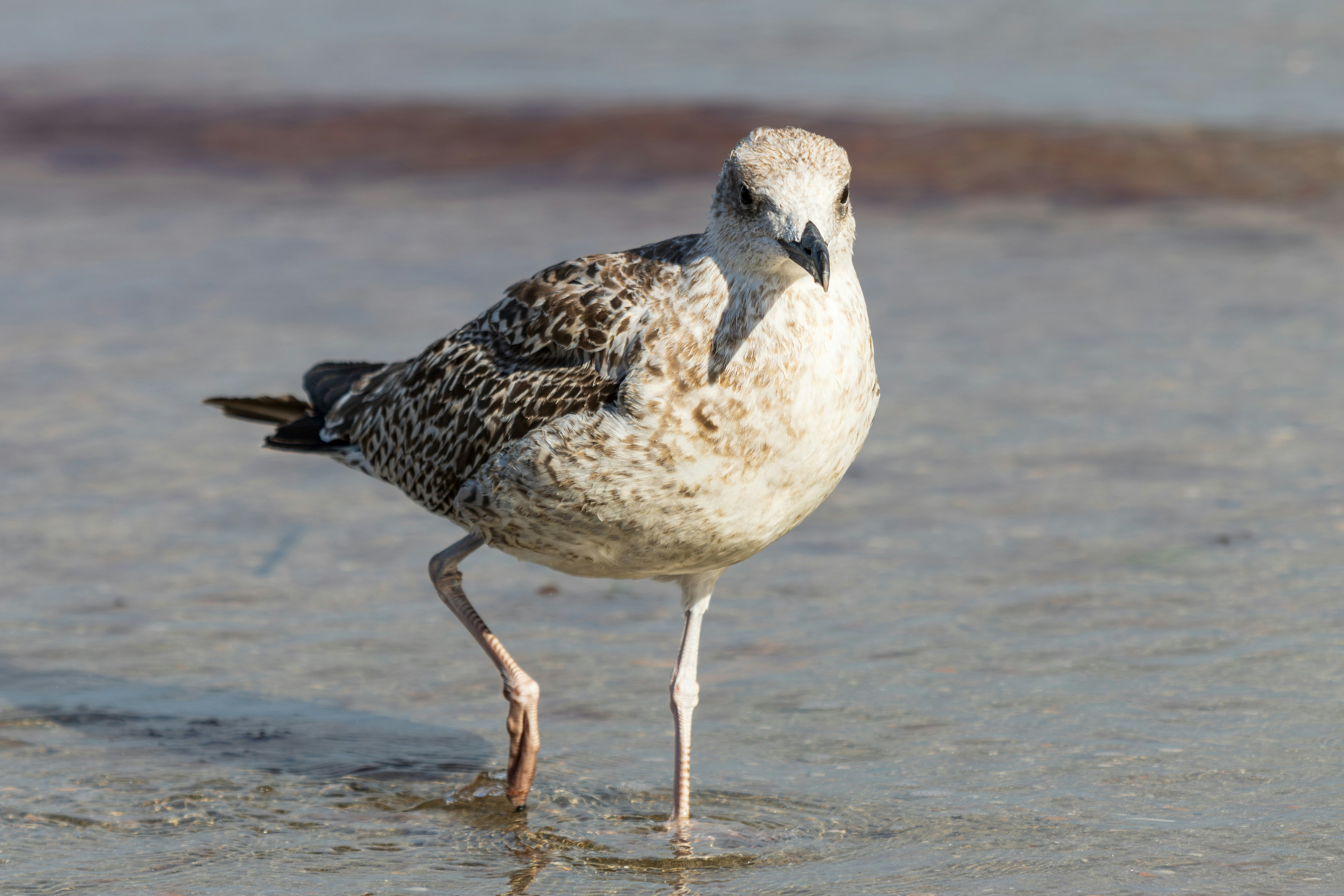 Photo by mechaowlstudios