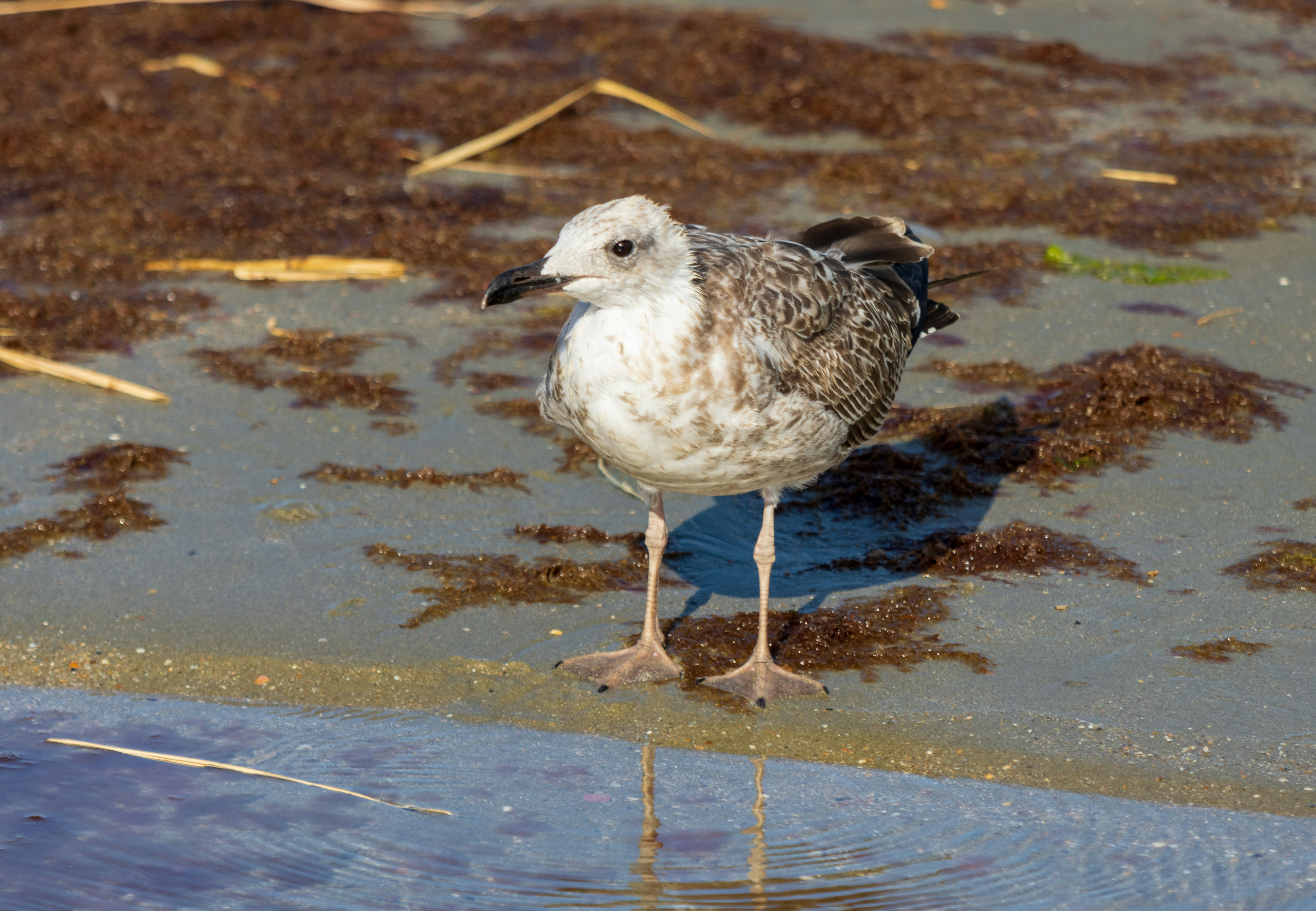 Photo by mechaowlstudios