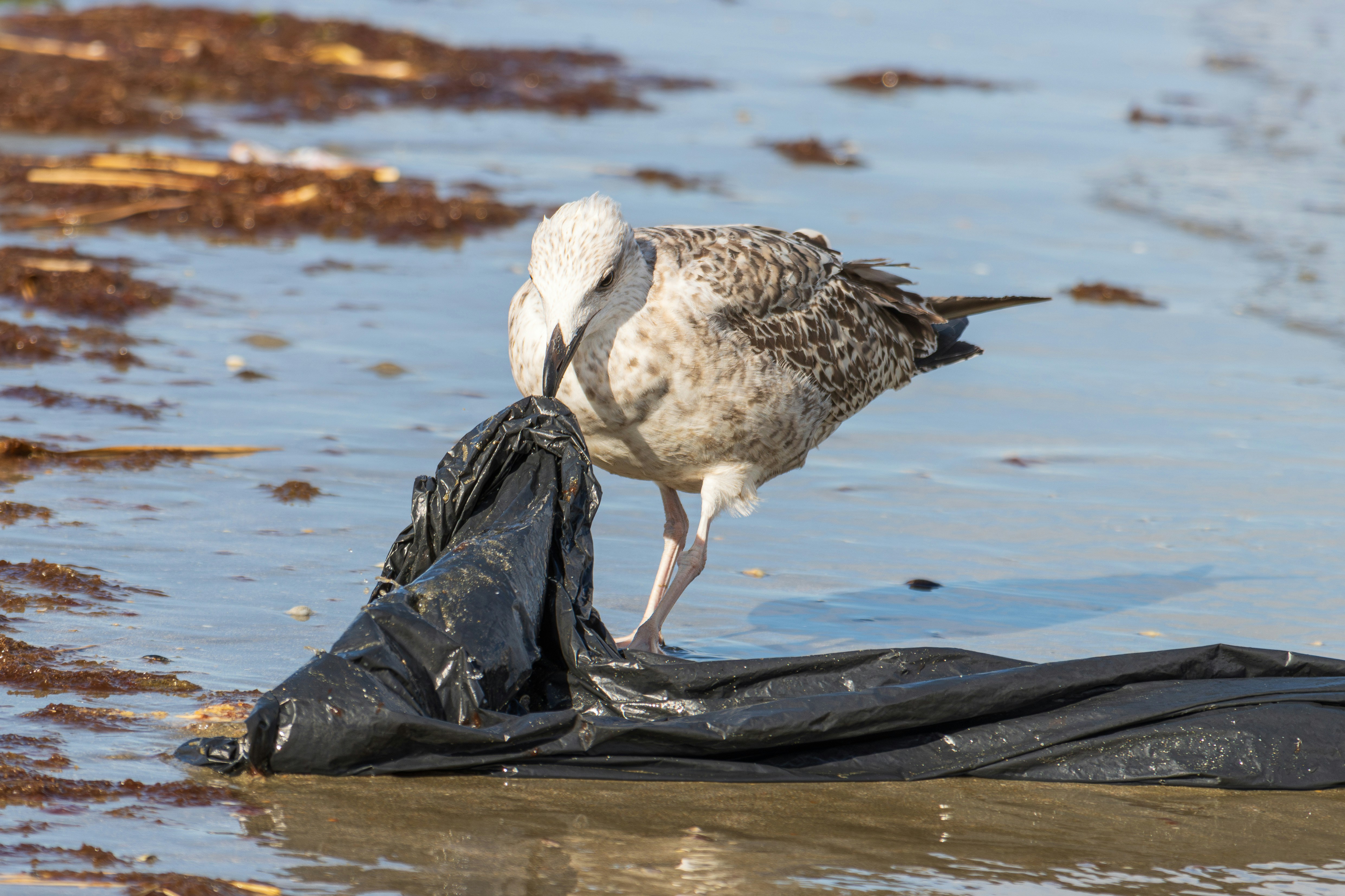 Seabird Casualties (image credits: unsplash)