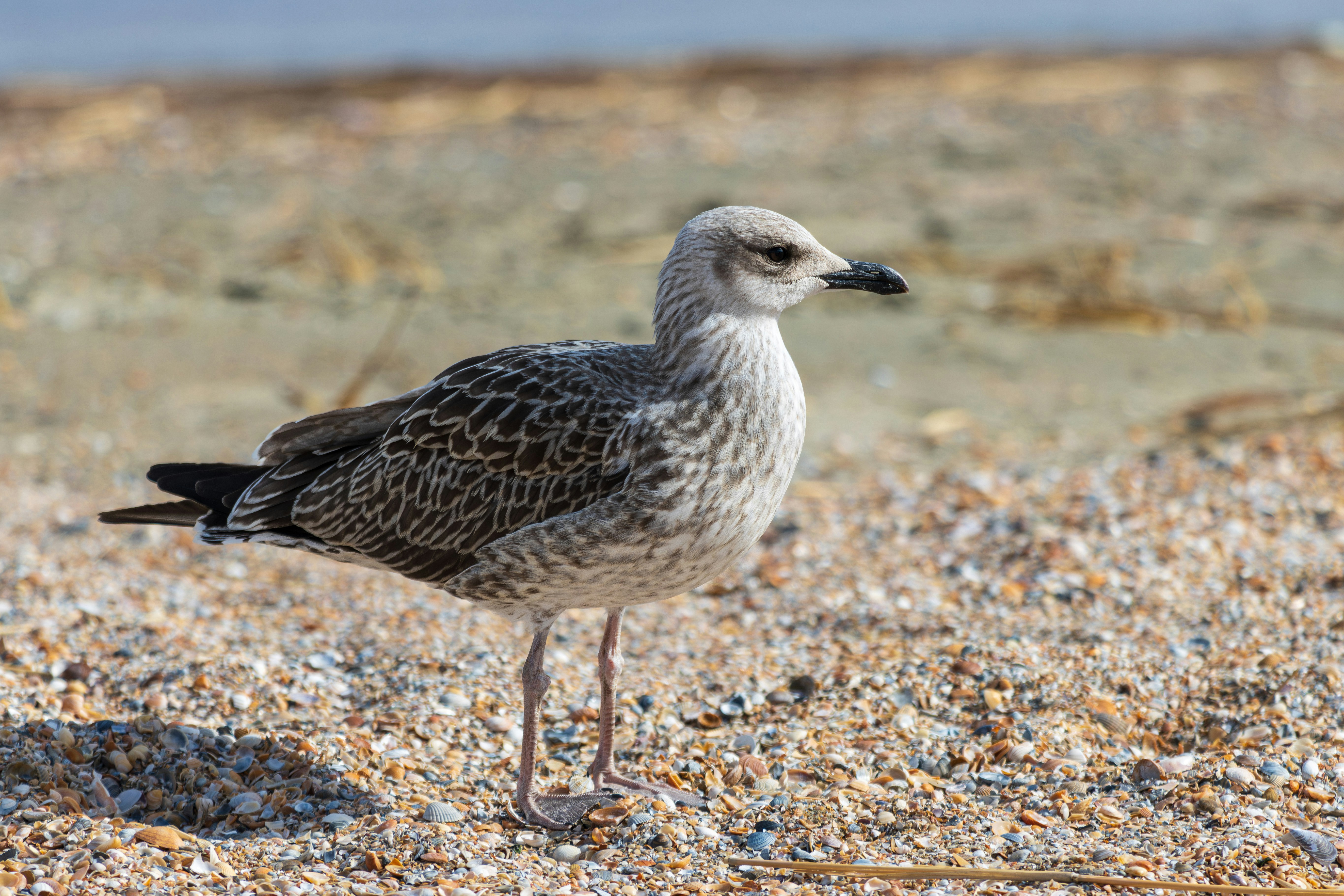 Photo by mechaowlstudios