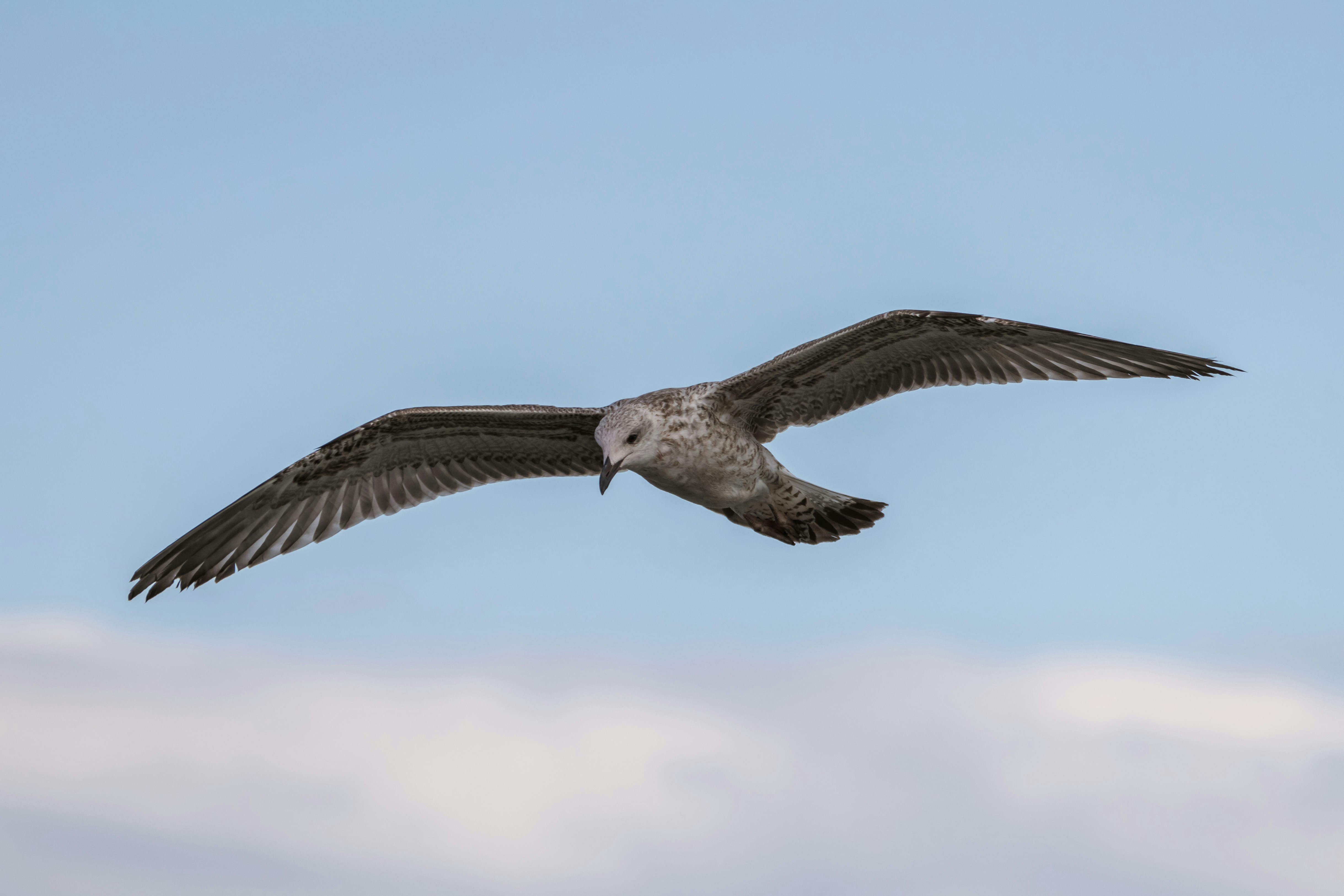 Photo by mechaowlstudios