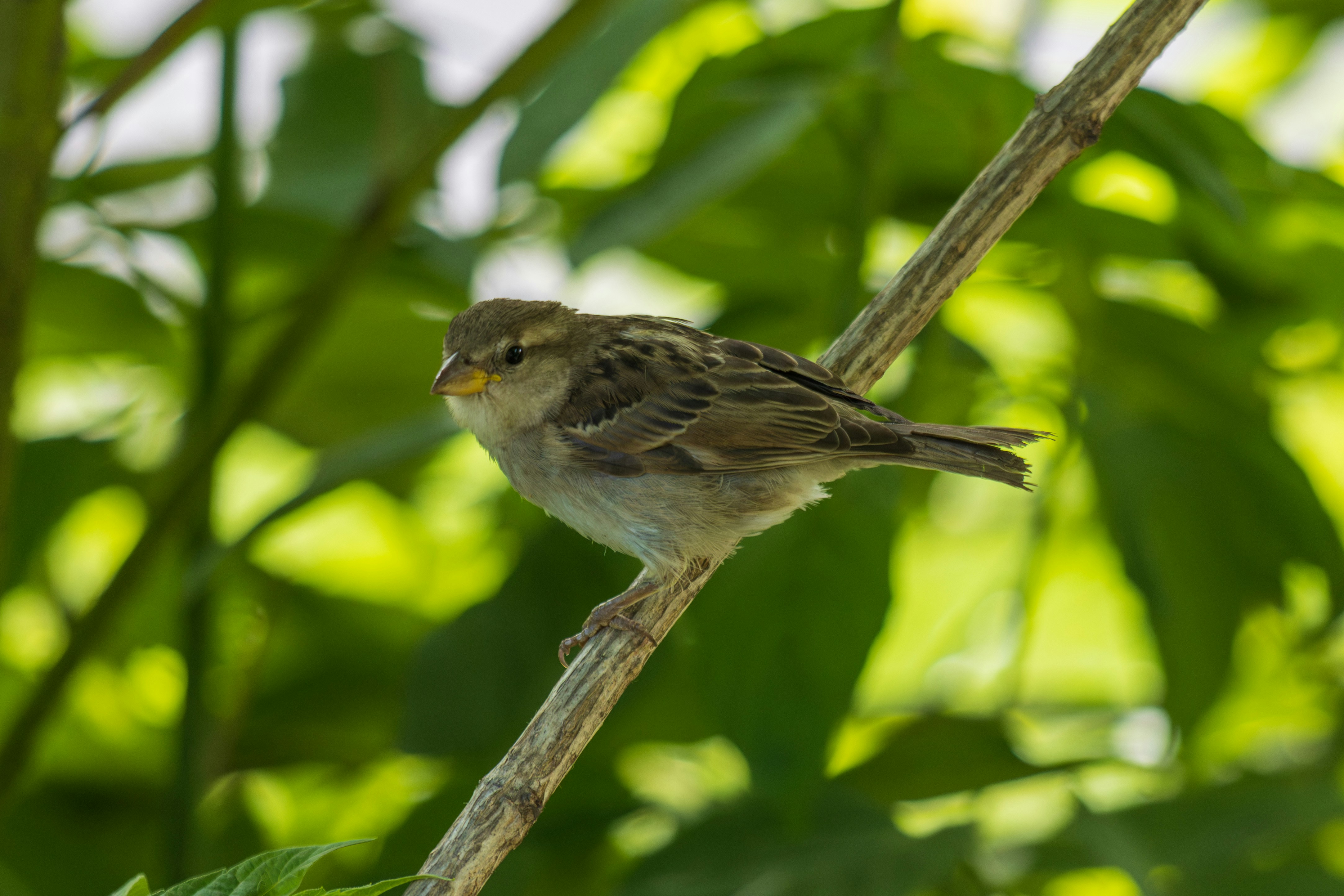 Photo by mechaowlstudios