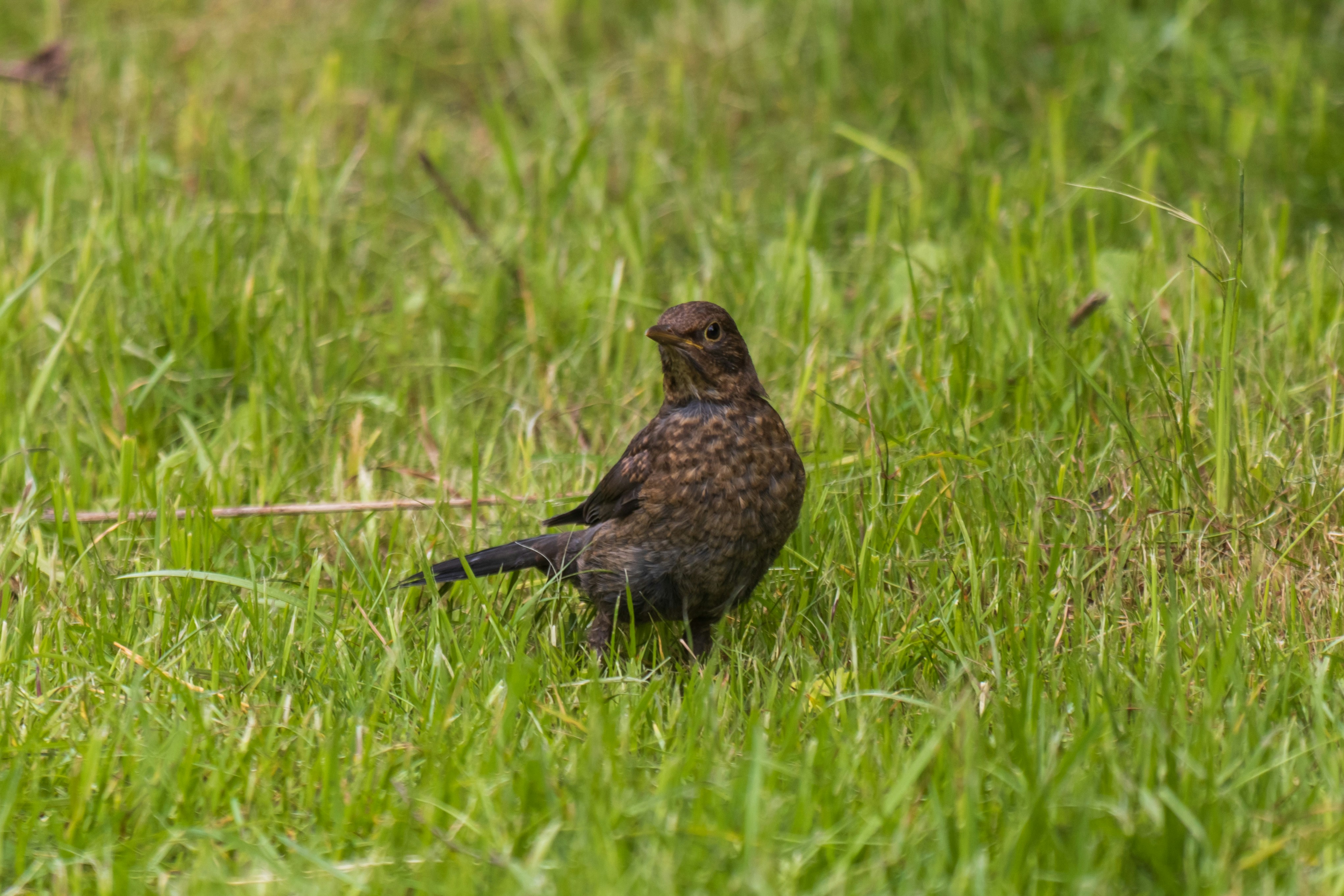 Photo by mechaowlstudios