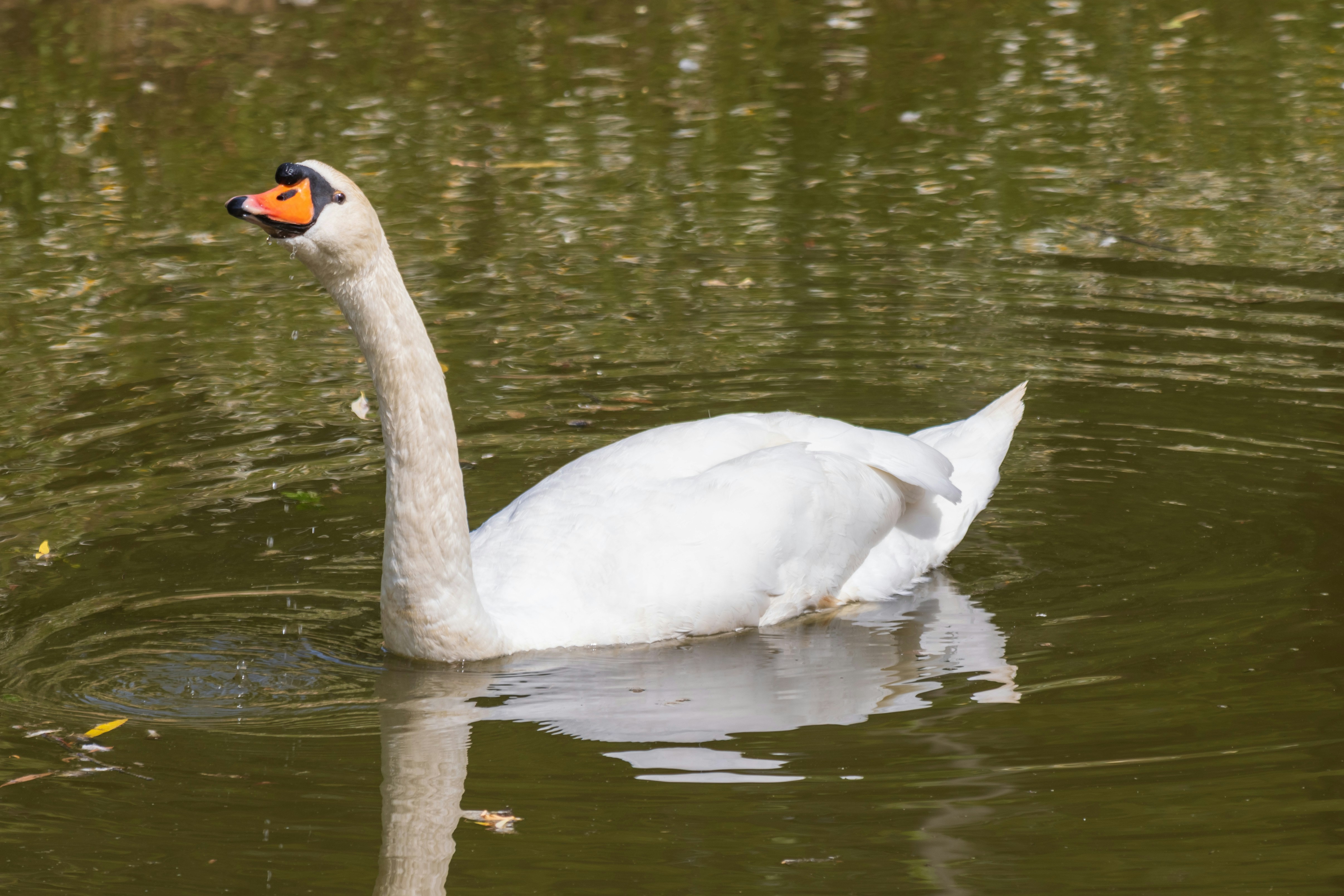 Photo by mechaowlstudios