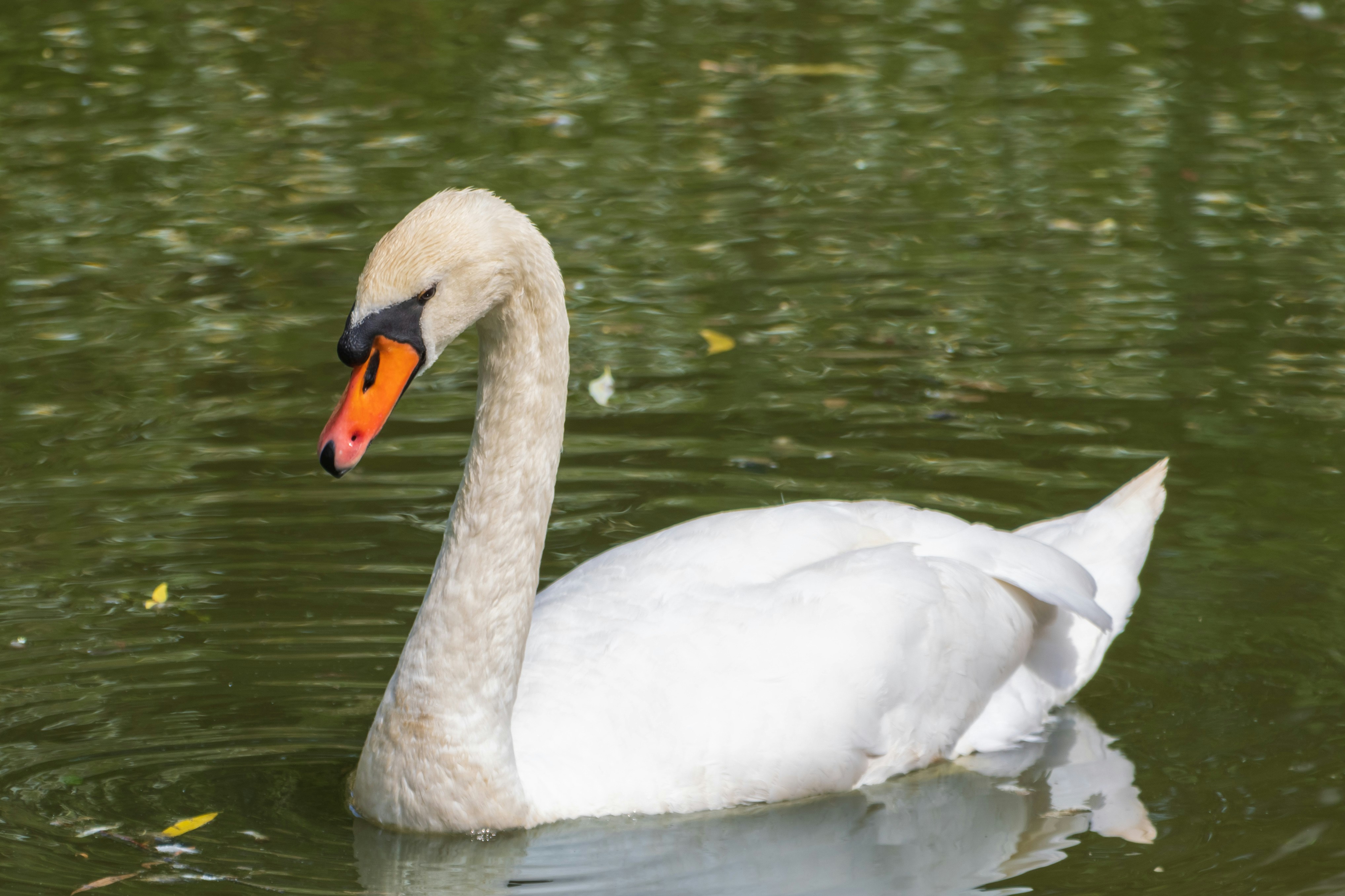 Photo by mechaowlstudios