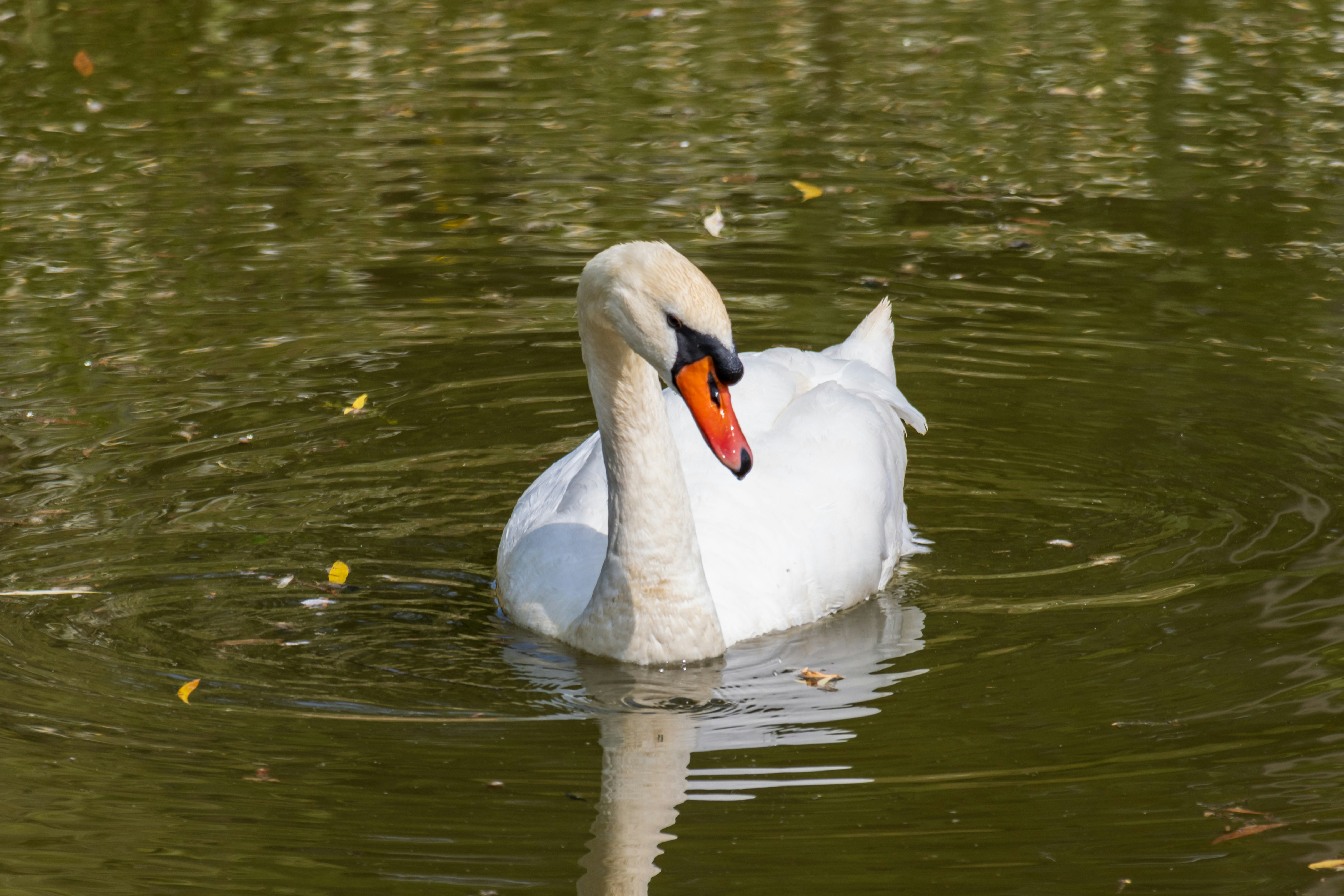 Photo by mechaowlstudios