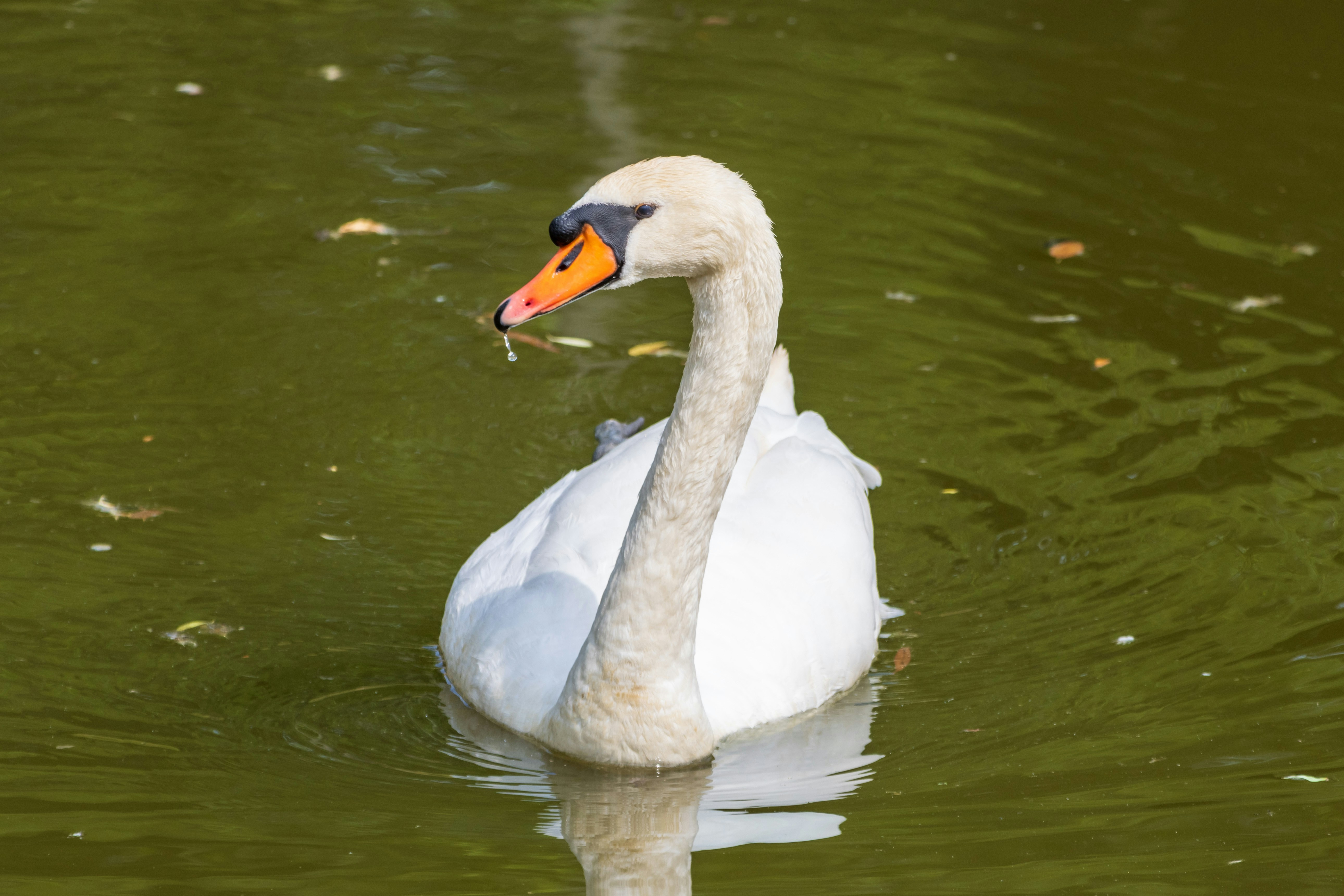 Photo by mechaowlstudios